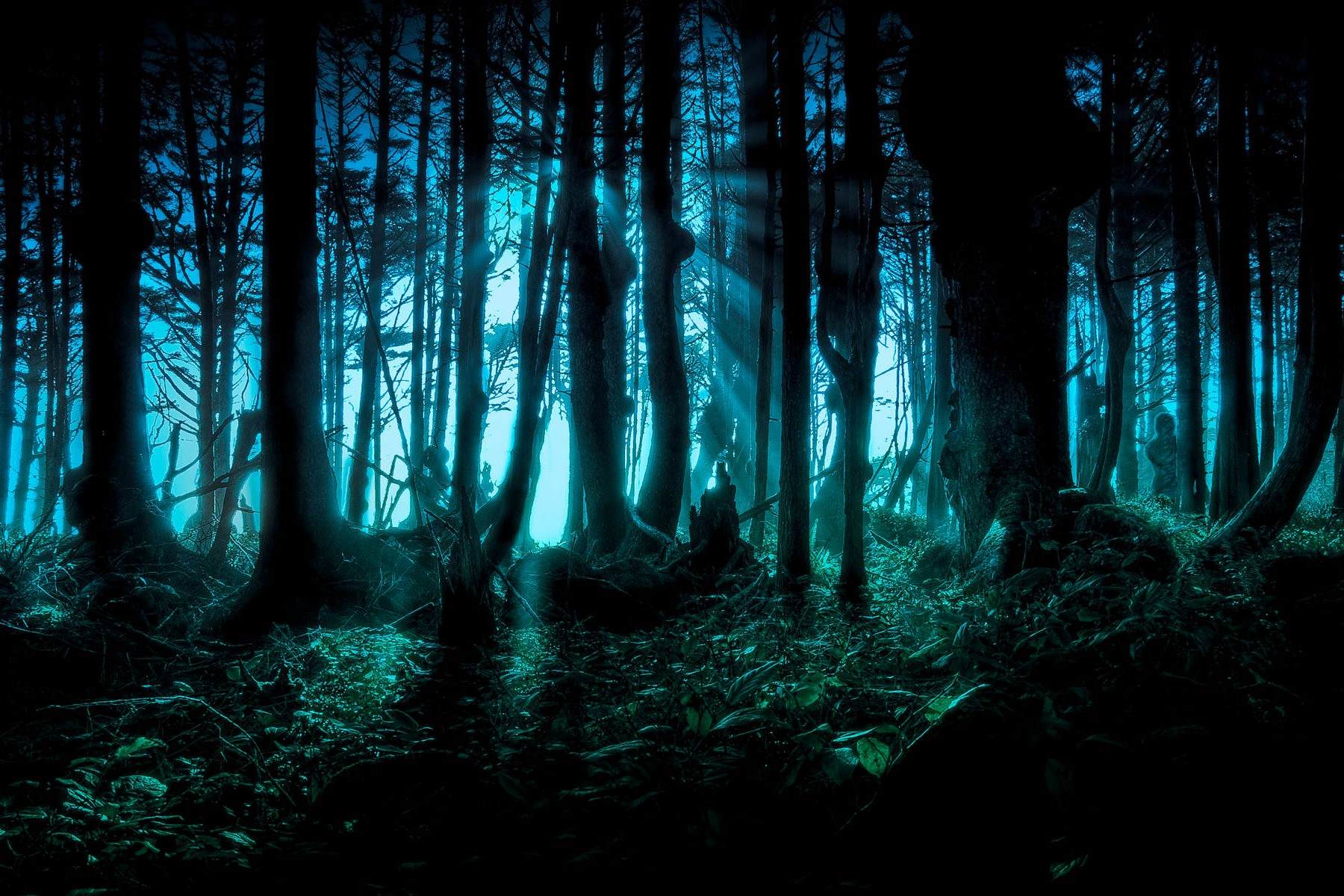 Misty-Moonshadow-Mazes-Of-Phantom-Forests misty-moonshadow-mazes-of-phantom-forests
