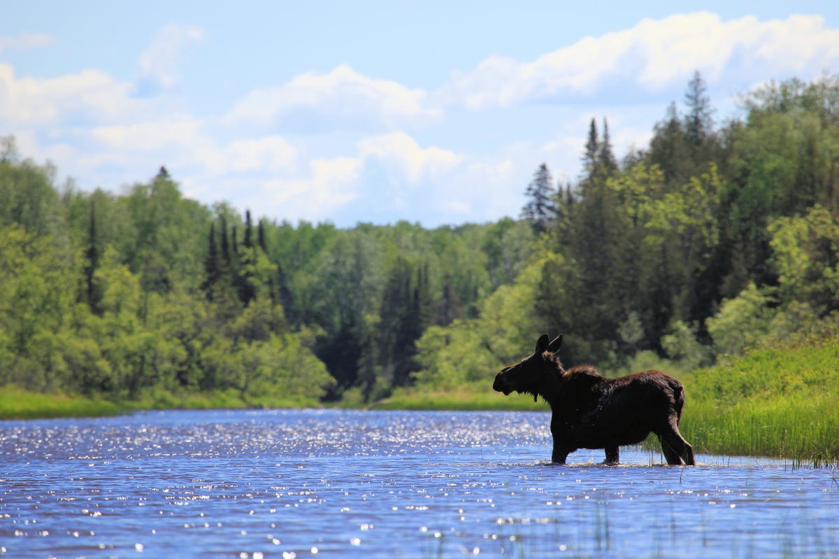 Misty-Moose-Meadows-Of-Minnesota8217s-Boundary-Waters misty-moose-meadows-of-minnesotas-boundary-waters