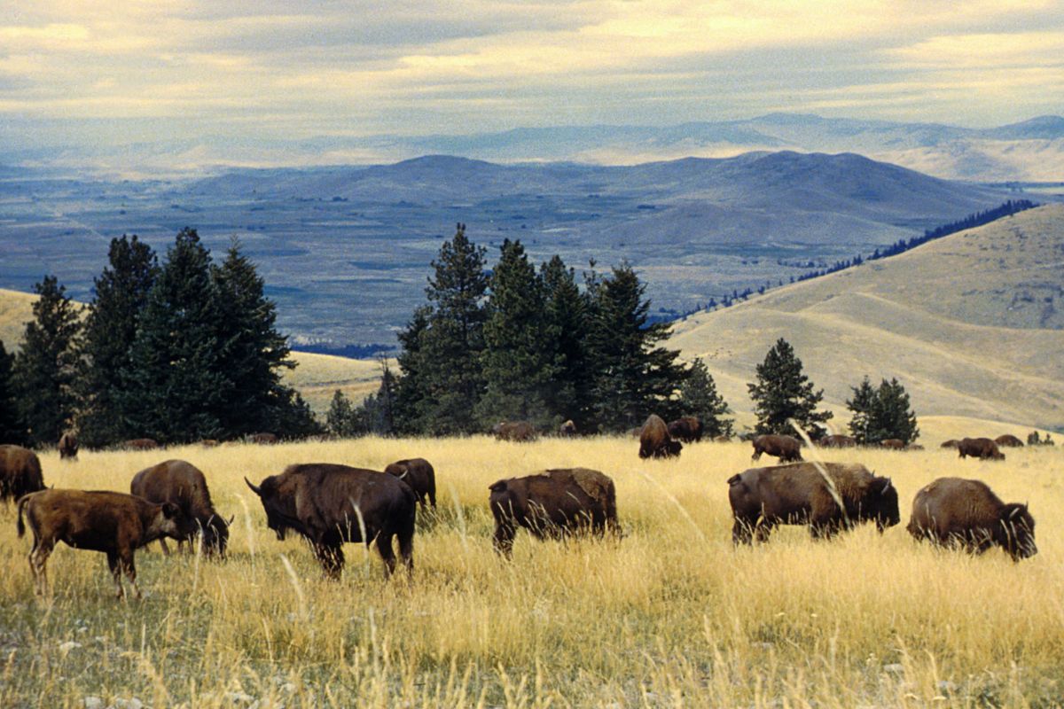 montanas-secret-sanctuary-for-americas-national-mammal