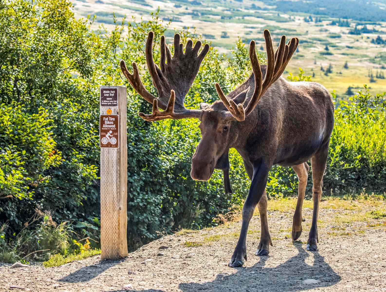 moose-magic-at-kincaid-parks-coastal-trails