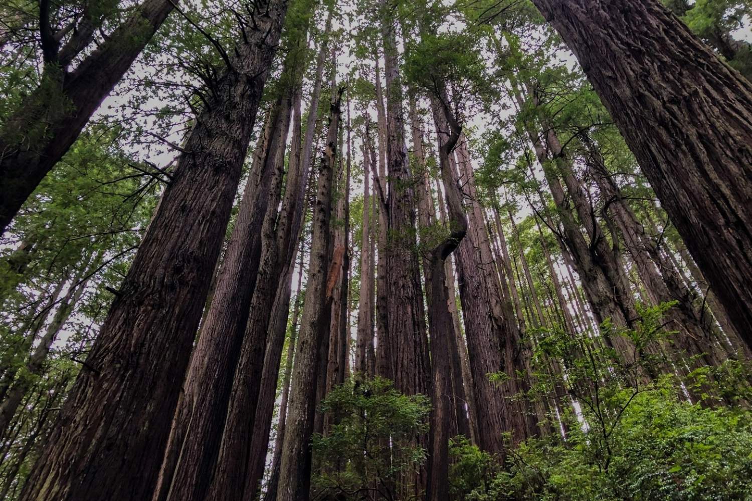 Mysteries-In-The-White-Pines-Of-Ancient-Redwood-Groves mysteries-in-the-white-pines-of-ancient-redwood-groves