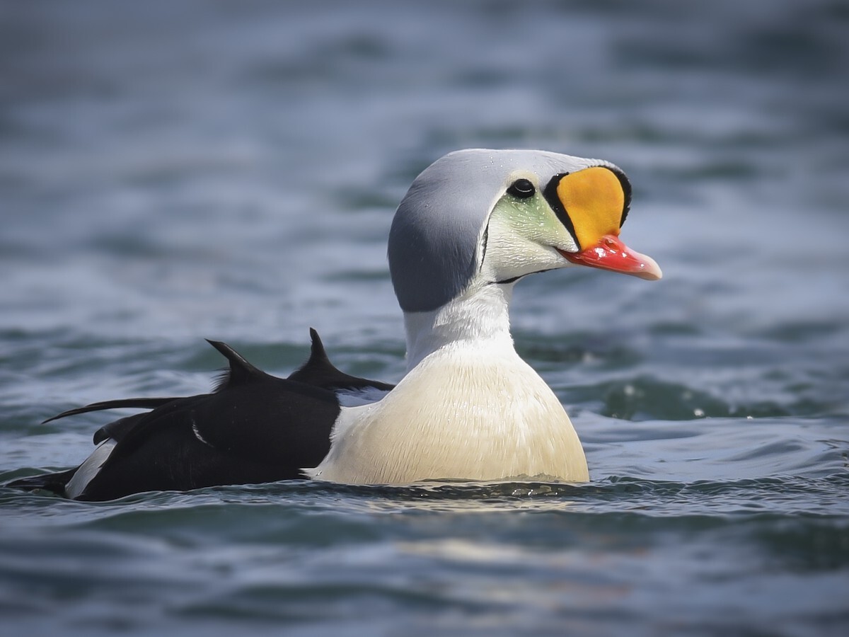 Mysteries-Of-Arctic-Eider-Duck-Estuaries mysteries-of-arctic-eider-duck-estuaries