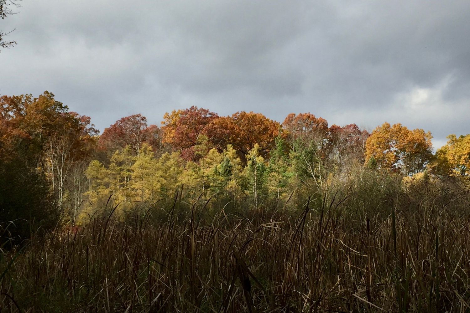 Mysteries-Of-Brown-County8217s-Silent-Sassafras-Forests mysteries-of-brown-countys-silent-sassafras-forests