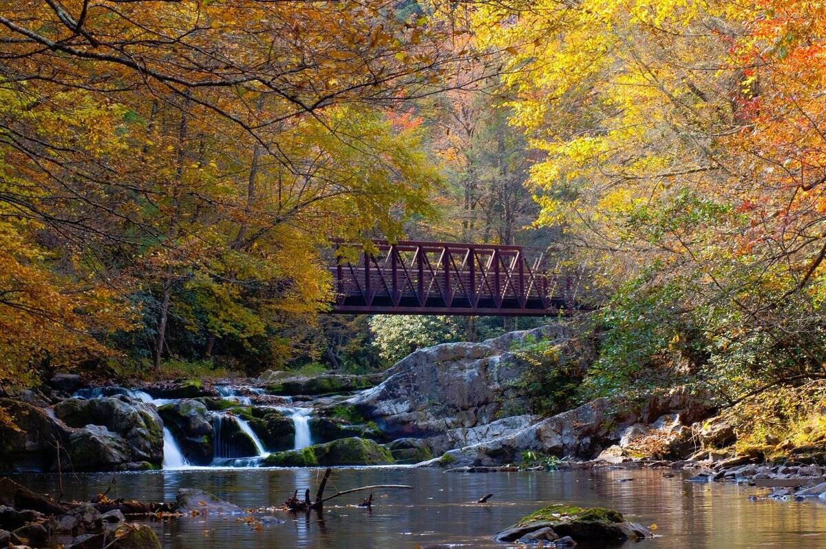 Mysteries-Of-Damascus-Virginia8217s-Forests mysteries-of-damascus-virginias-forests