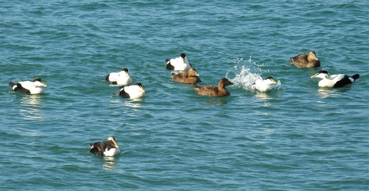 Mysteries-Of-Eider-Duck-Estuaries-In-Subarctic-Shores mysteries-of-eider-duck-estuaries-in-subarctic-shores