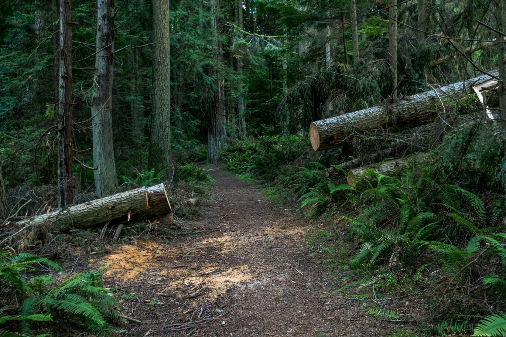 Mysteries-Of-Forest-Paths-In-Friday-Harbor mysteries-of-forest-paths-in-friday-harbor
