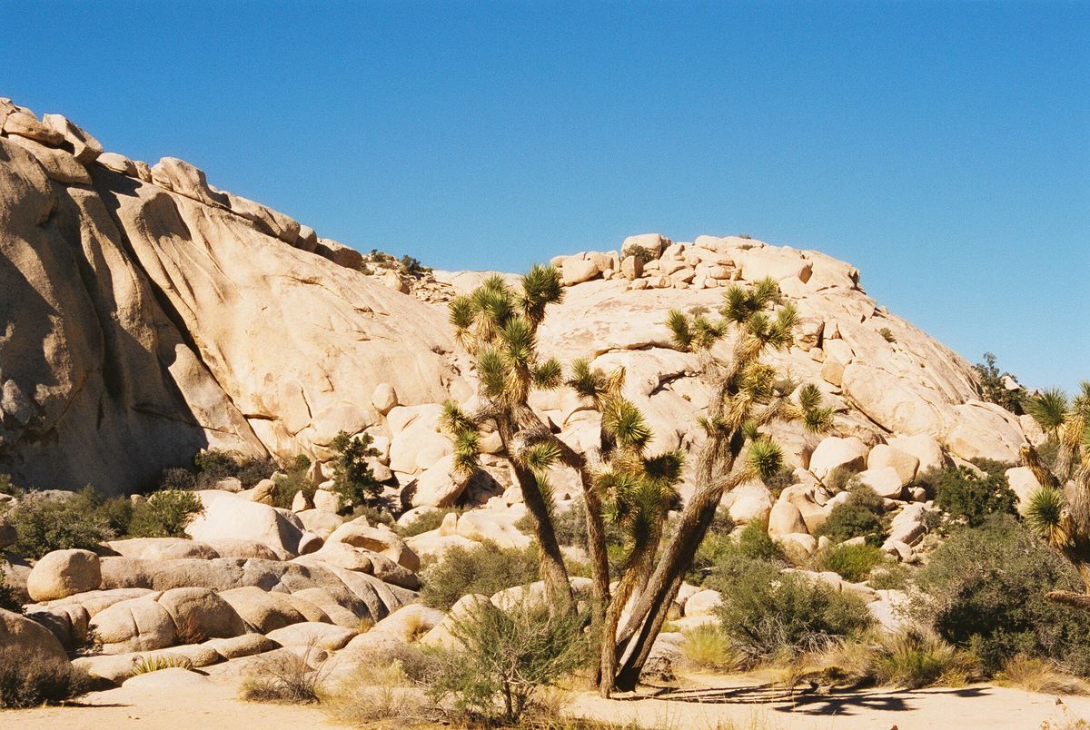 Mysteries-Of-Joshua-Tree-California mysteries-of-joshua-tree-california
