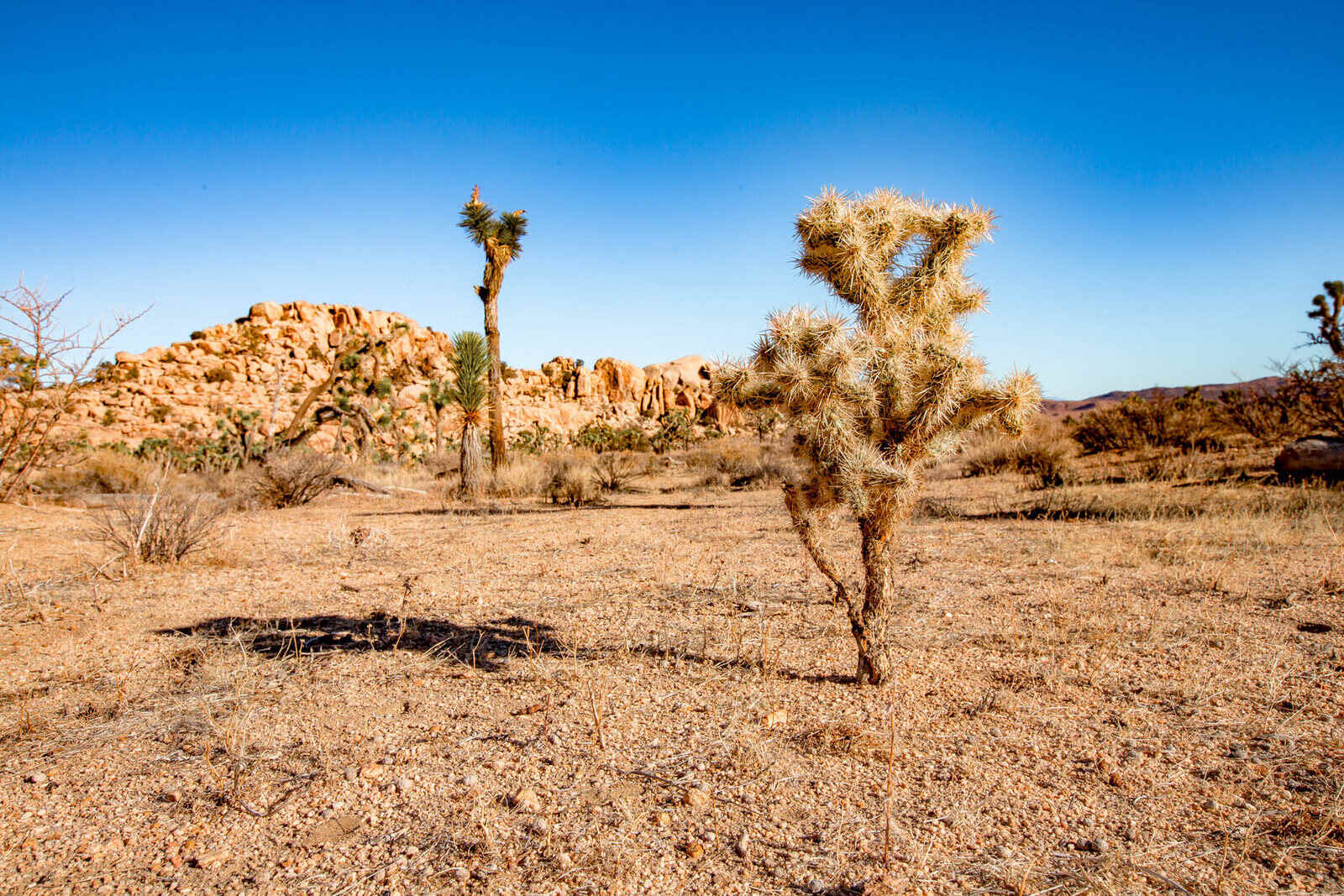 Mysteries-Of-Joshua-Tree8217s-Desert-Paths mysteries-of-joshua-trees-desert-paths