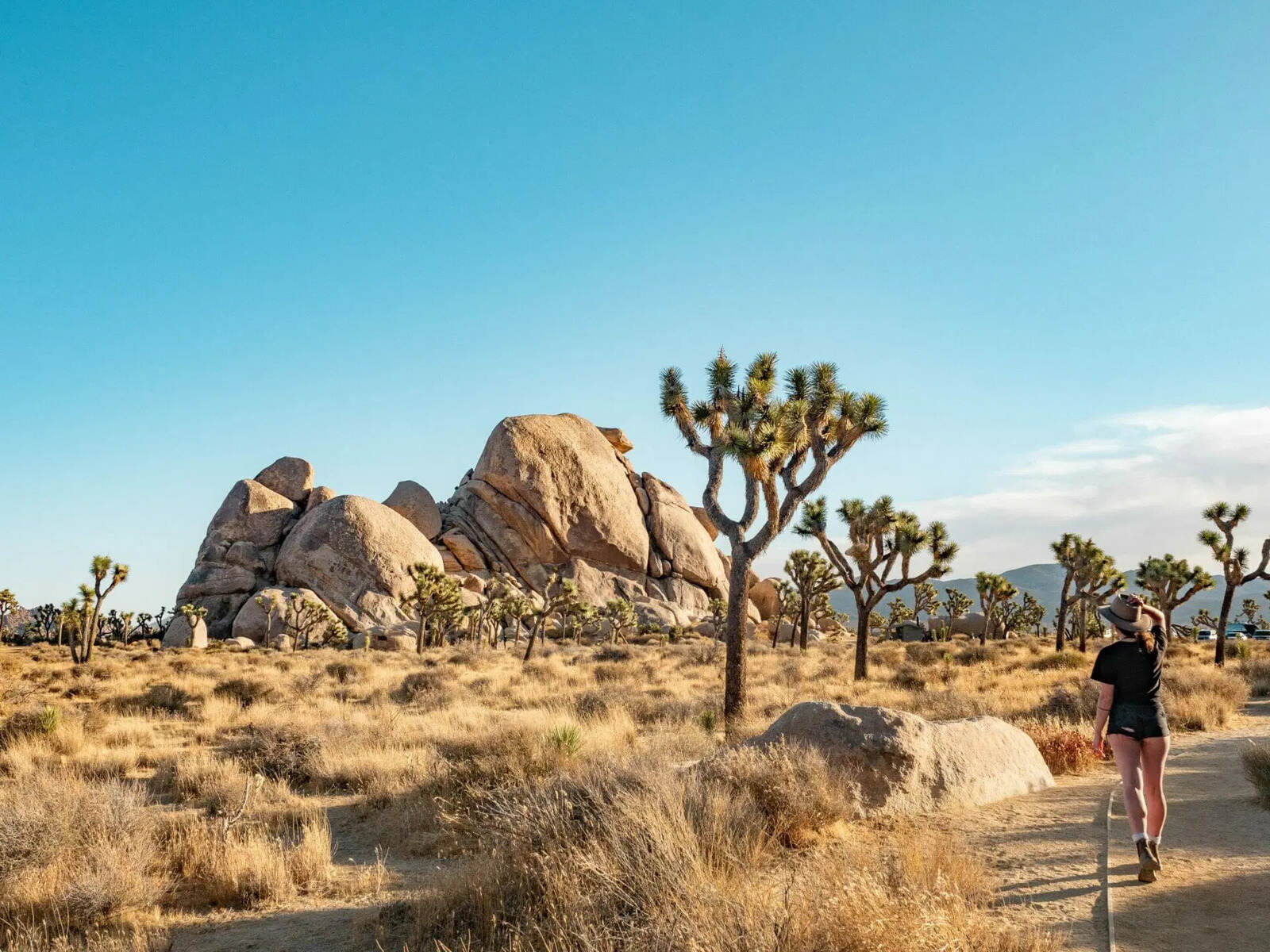mysteries-of-joshua-trees-desert-trails