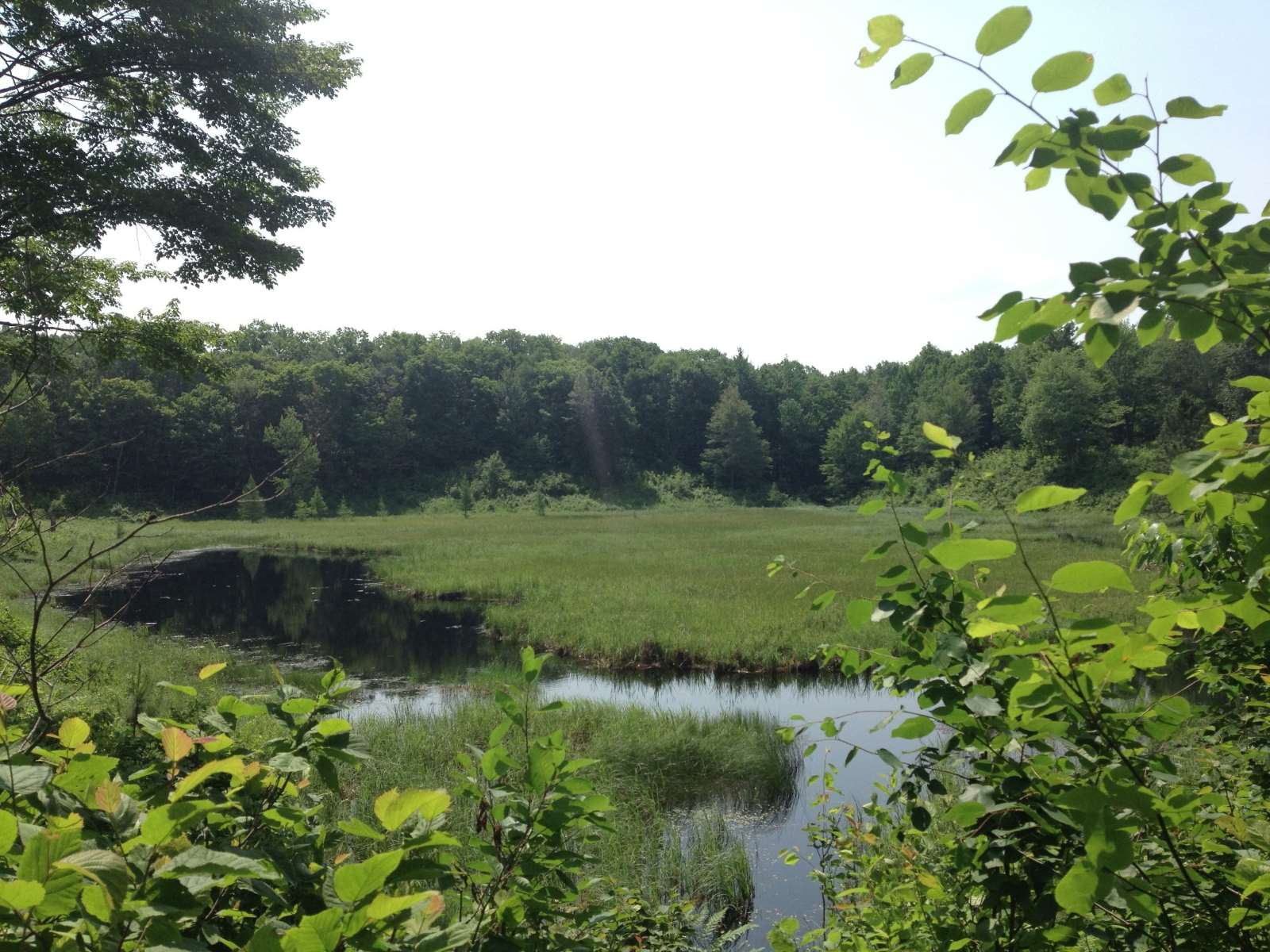 mysteries-of-minnesotas-mille-lacs-kathio-state-park-wetlands