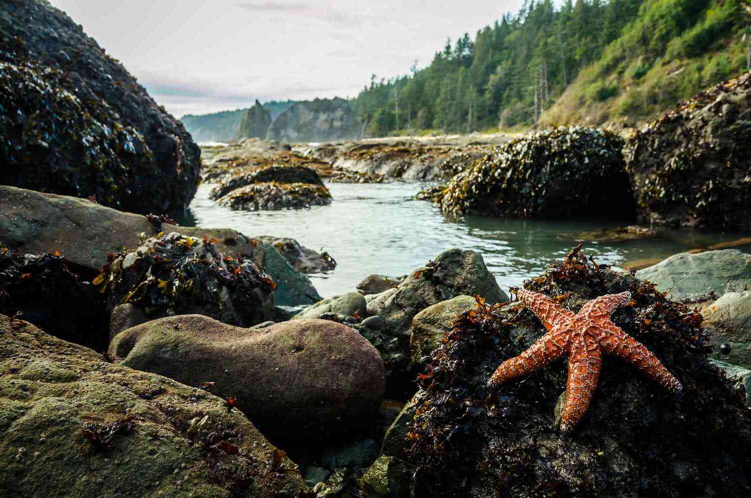 Mysteries-Of-Moonlit-Tide-Pool-Starfish mysteries-of-moonlit-tide-pool-starfish