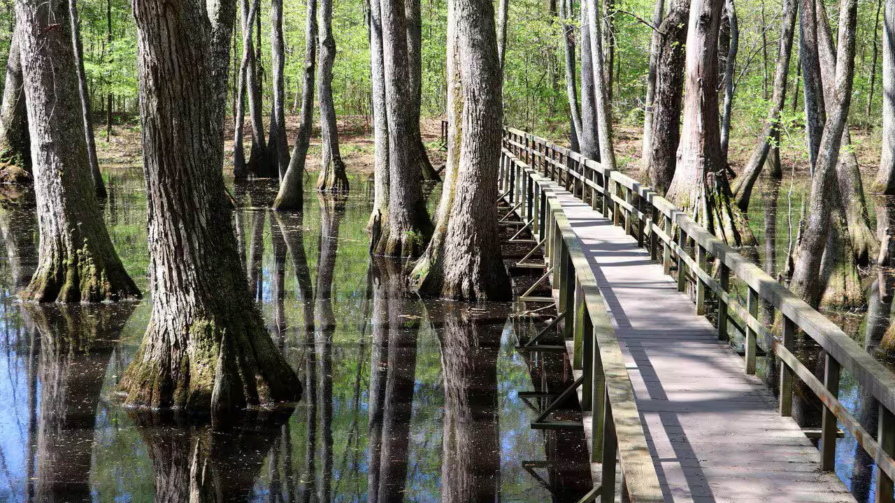 Mysteries-Of-Natchez-River-Paths mysteries-of-natchez-river-paths