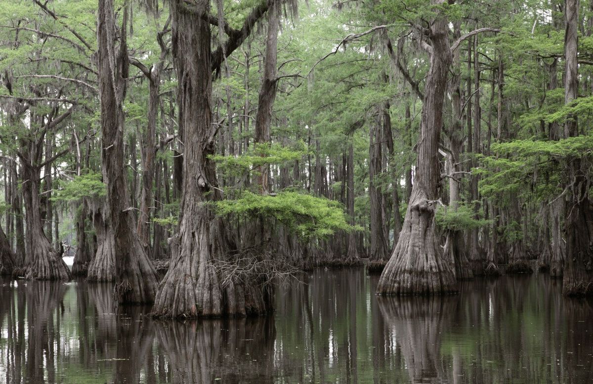 Mysteries-Of-North-Carolina8217s-Cypress-And-Tupelo-Swamp mysteries-of-north-carolinas-cypress-and-tupelo-swamp