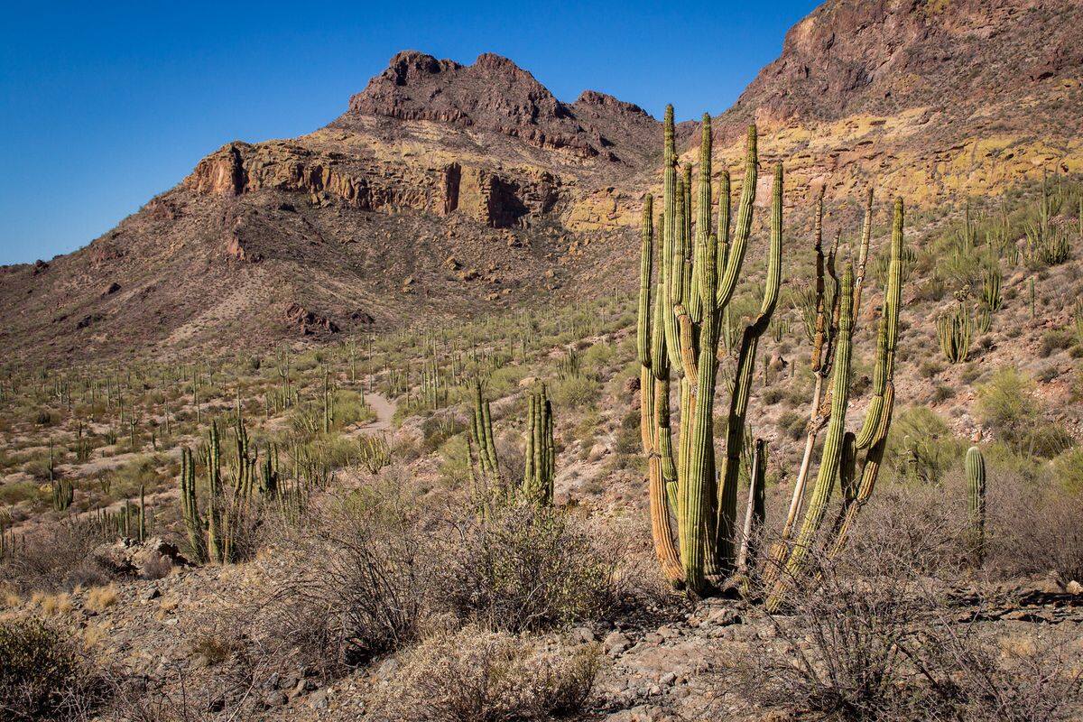 Mysteries-Of-Organ-Pipe-Arizona8217s-Desert-Paths mysteries-of-organ-pipe-arizonas-desert-paths