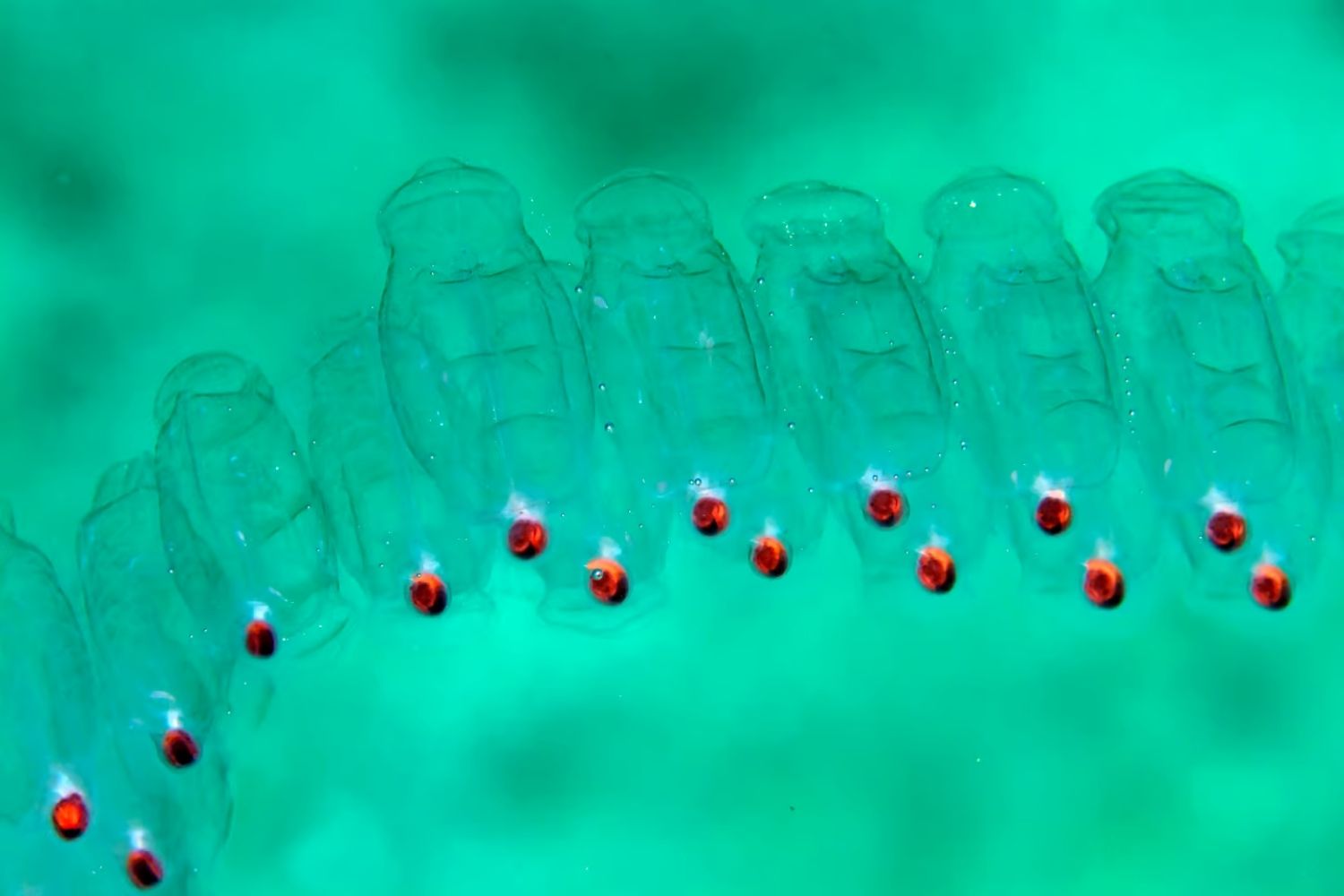 Mysteries-Of-Silent-Salp-Seas mysteries-of-silent-salp-seas