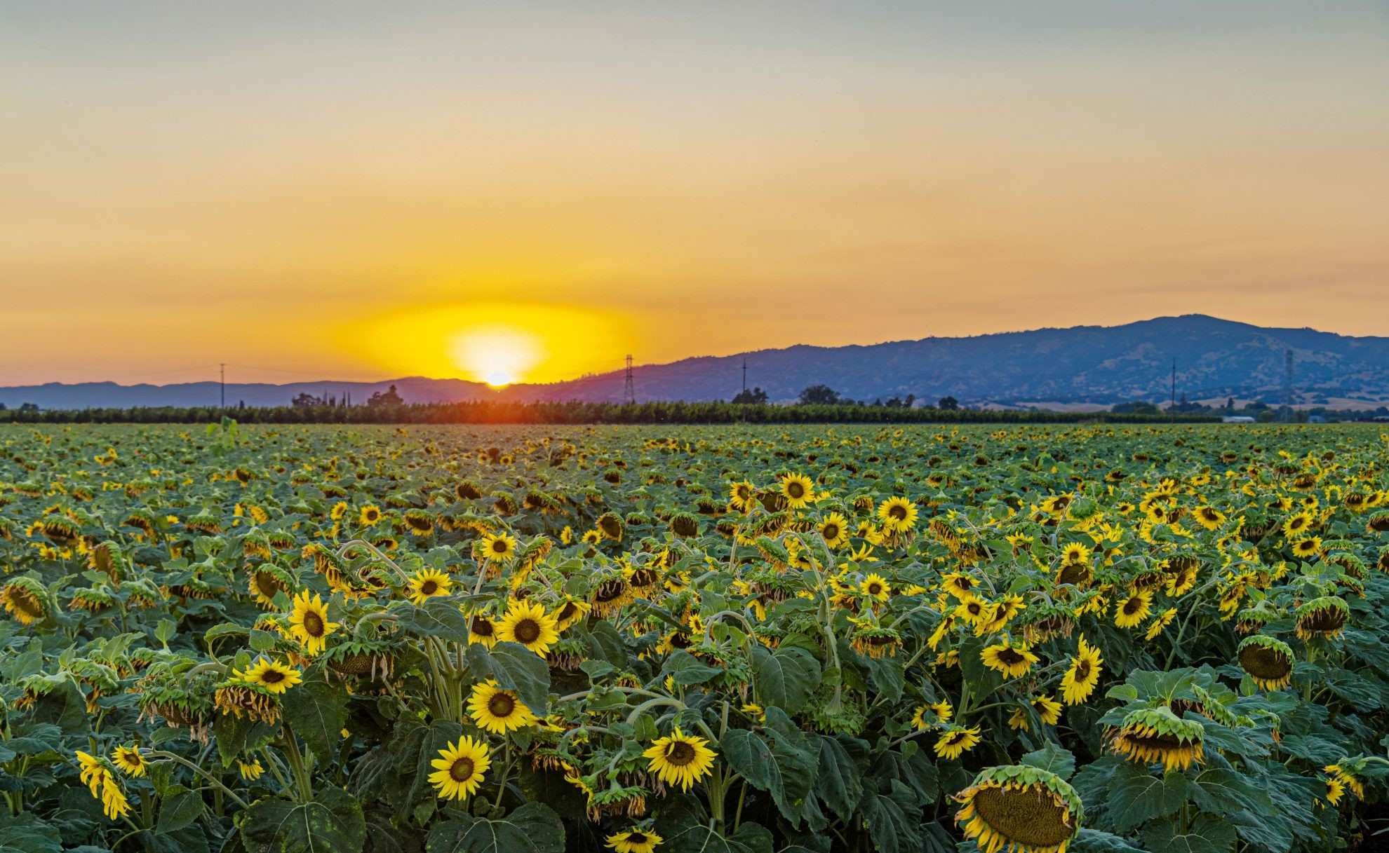 Mysteries-Of-Silent-Sunflower-Seas mysteries-of-silent-sunflower-seas