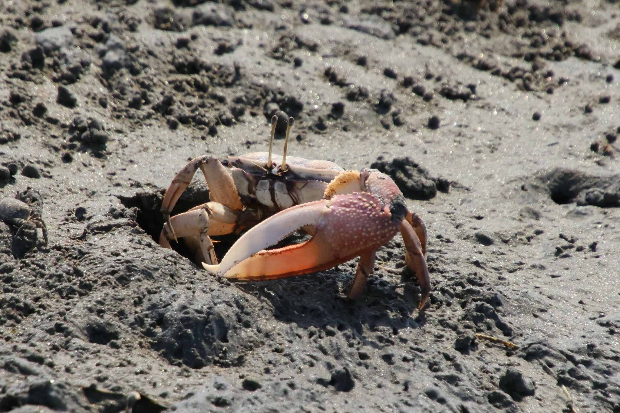Mysteries-Of-The-Fiddler-Crab-Flats-In-The-Gulf-Of-Mexico mysteries-of-the-fiddler-crab-flats-in-the-gulf-of-mexico