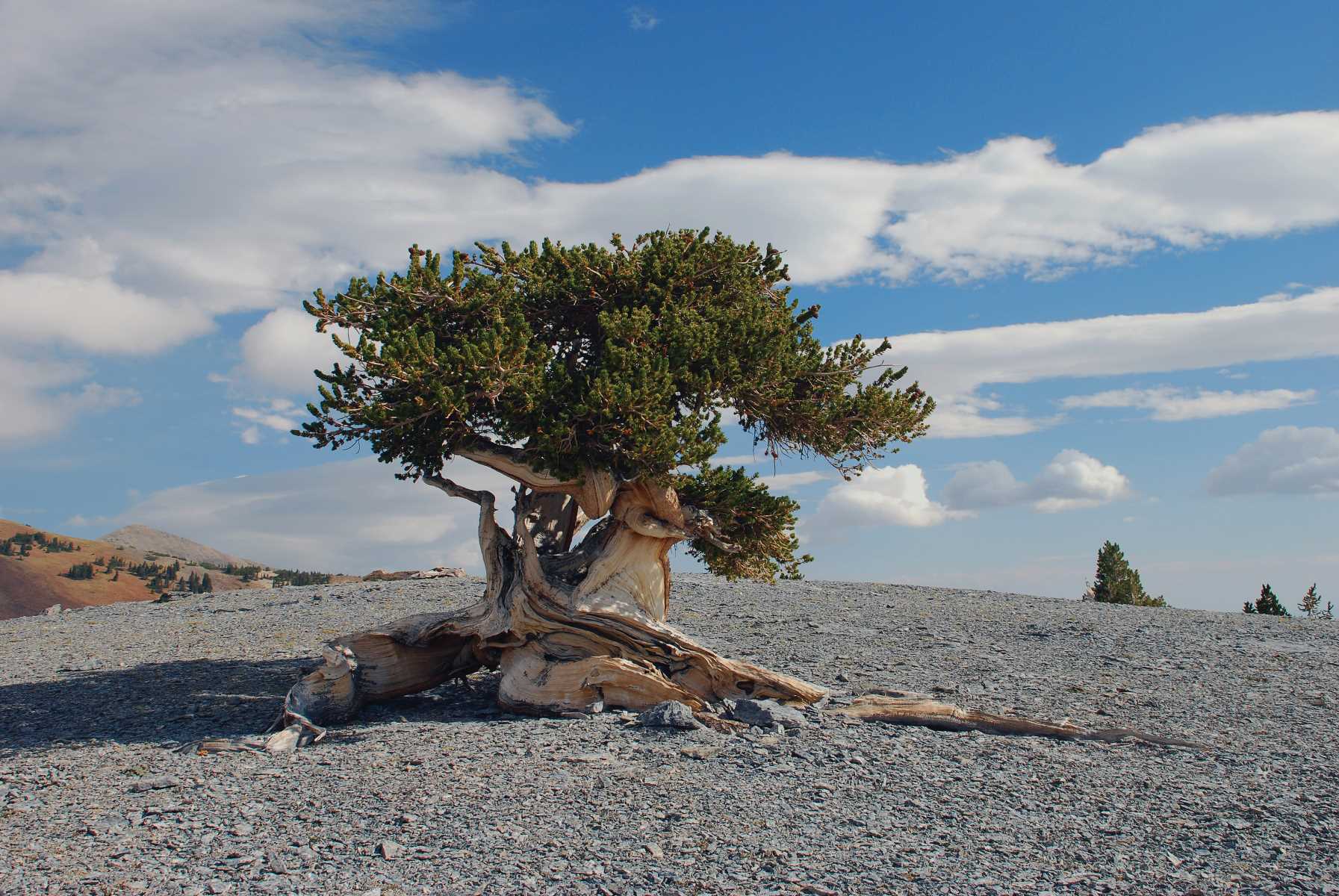 Mysteries-Of-The-Great-Basin-Bristlecone-Pines-In-Nevada mysteries-of-the-great-basin-bristlecone-pines-in-nevada