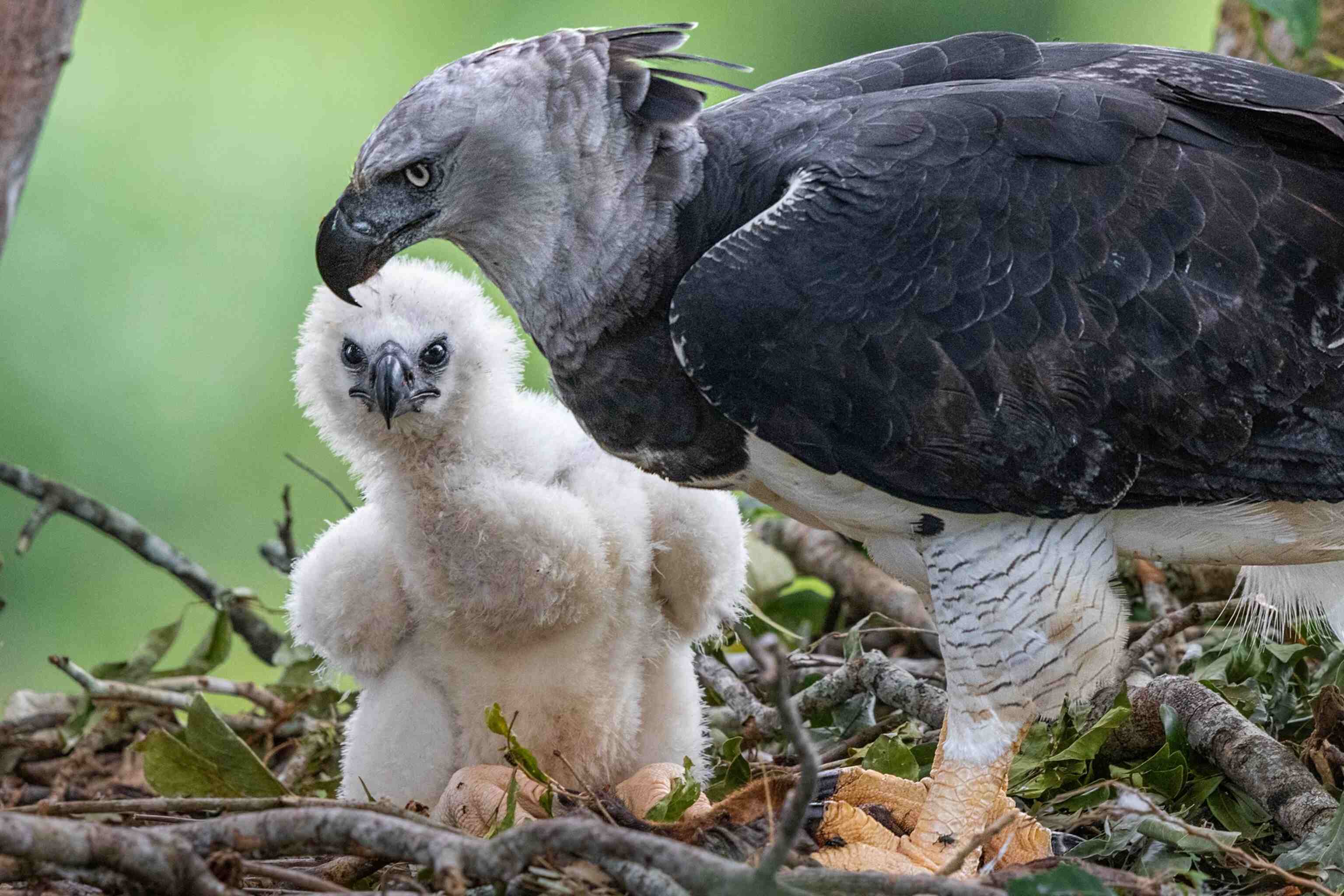 Mysteries-Of-The-Harpy-Eagle-In-Towering-Treetops mysteries-of-the-harpy-eagle-in-towering-treetops