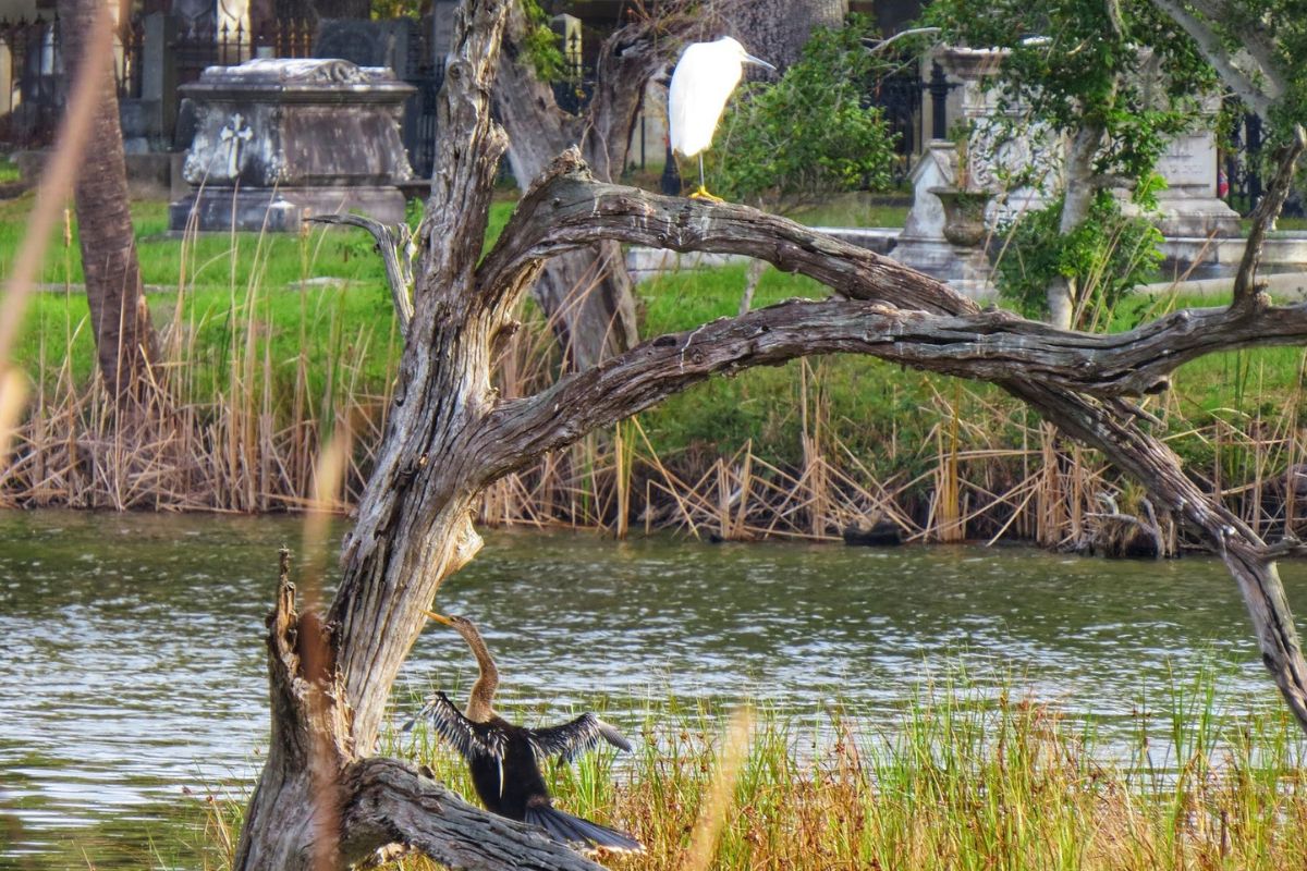 Mysteries-Of-The-Magnolia-Swamps mysteries-of-the-magnolia-swamps