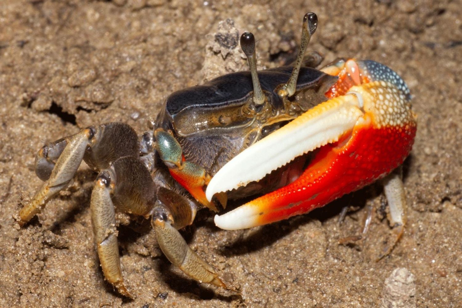 Mysteries-Of-The-Mangrove-Maze8217s-Fiddler-Crab-Flats mysteries-of-the-mangrove-mazes-fiddler-crab-flats