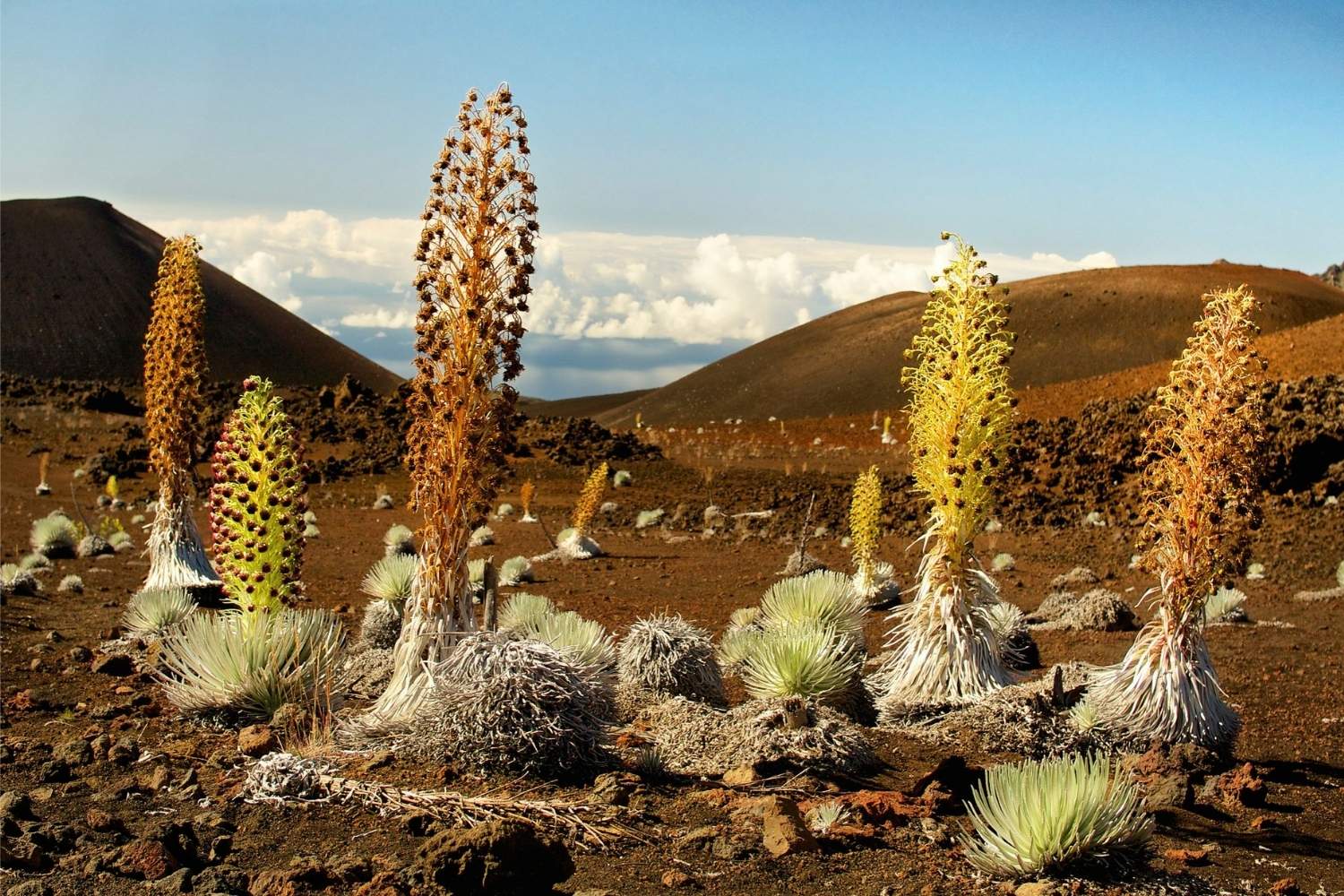 Mysteries-Of-The-Silent-Silversword-Slopes-Volcanic-Vastness mysteries-of-the-silent-silversword-slopes-volcanic-vastness