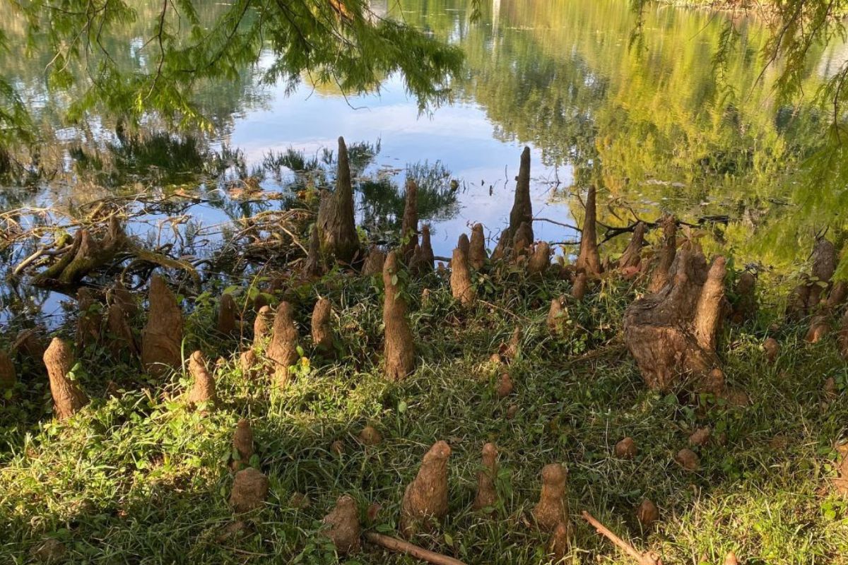 Mysteries-Of-The-Wetlands-Secret-Cypress-Knees-Of-Louisiana mysteries-of-the-wetlands-secret-cypress-knees-of-louisiana