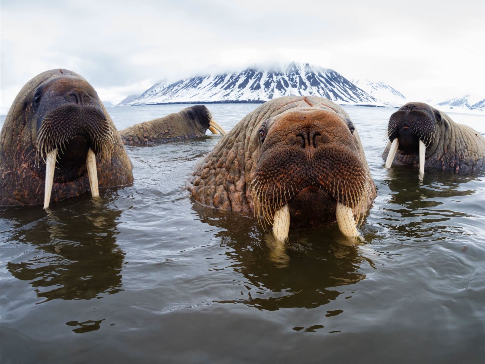 Mysteries-Of-The-Whispering-Walrus-Waters mysteries-of-the-whispering-walrus-waters