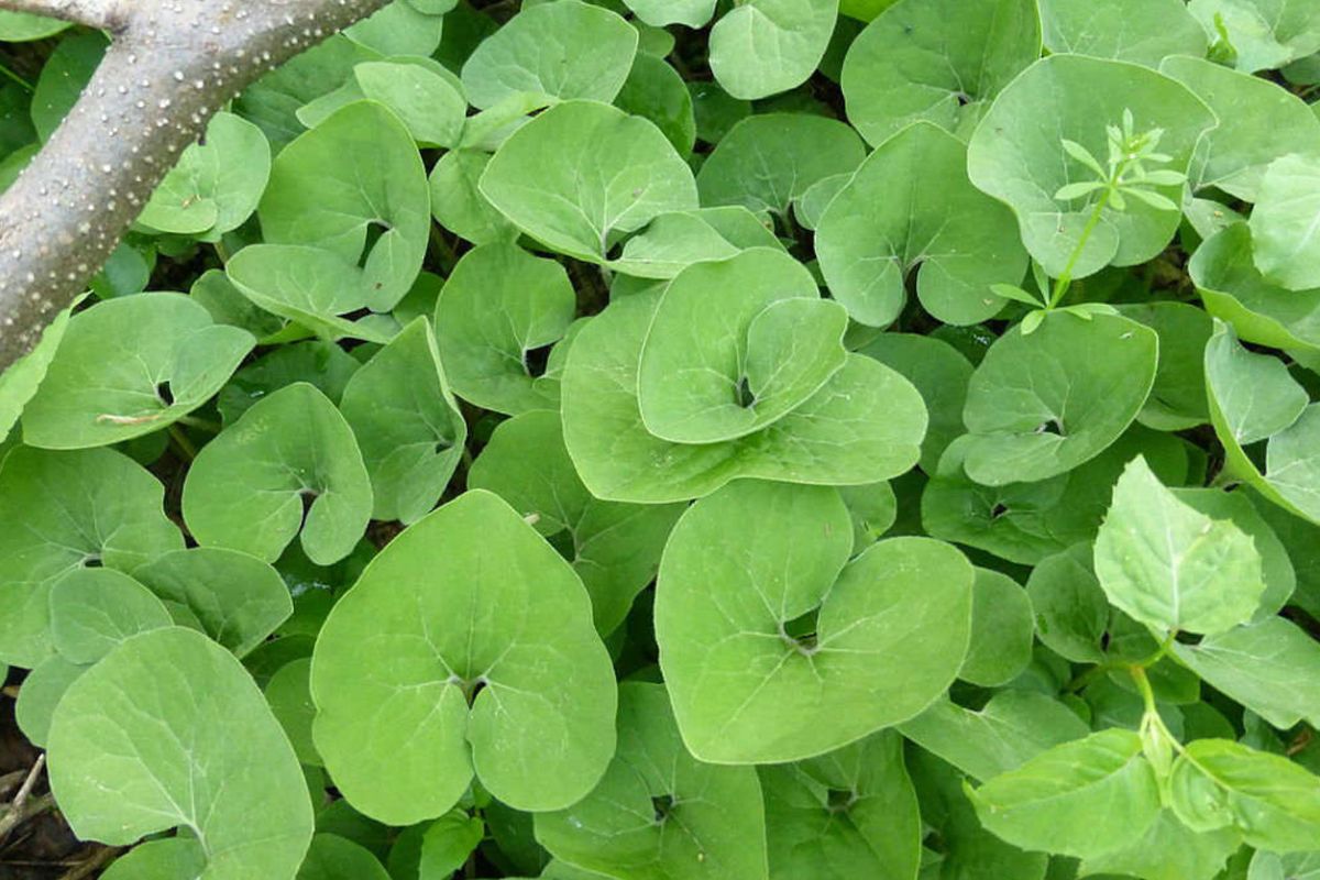 Mysteries-Of-The-Wild-Ginger-Glades mysteries-of-the-wild-ginger-glades