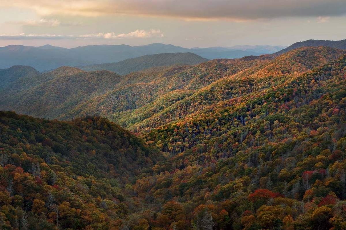 Mysteries-Of-The-Wild-Ginger-Glades-In-The-Appalachian-Mountains mysteries-of-the-wild-ginger-glades-in-the-appalachian-mountains