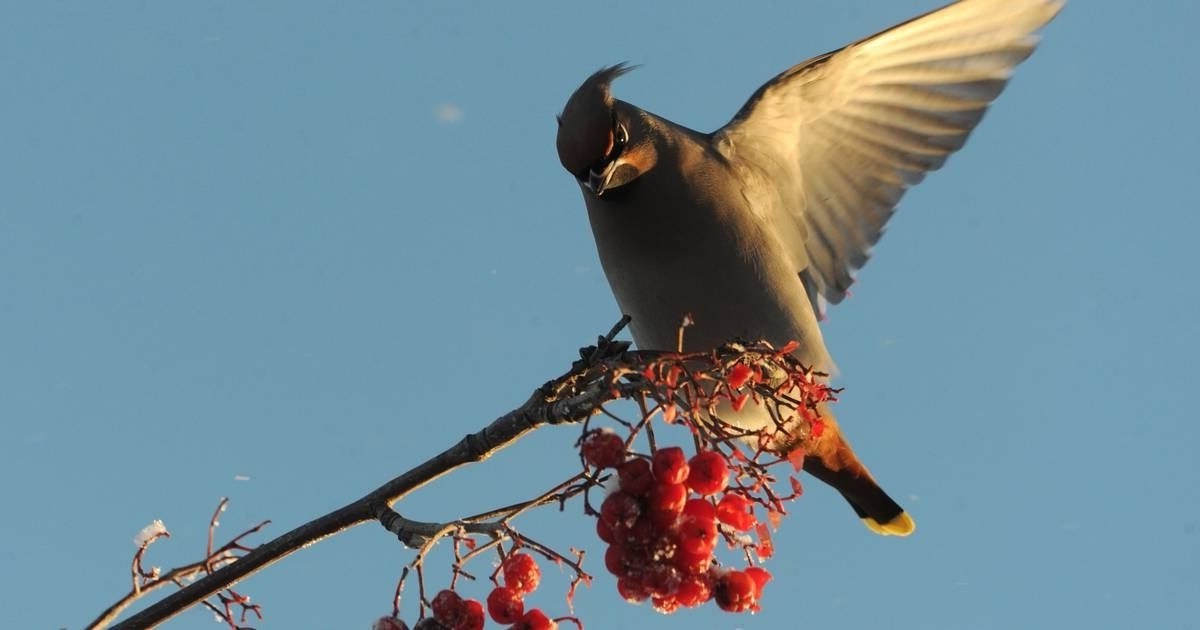 Mysteries-Of-Whispering-Waxwing-Woods-Boreal-Berries mysteries-of-whispering-waxwing-woods-boreal-berries