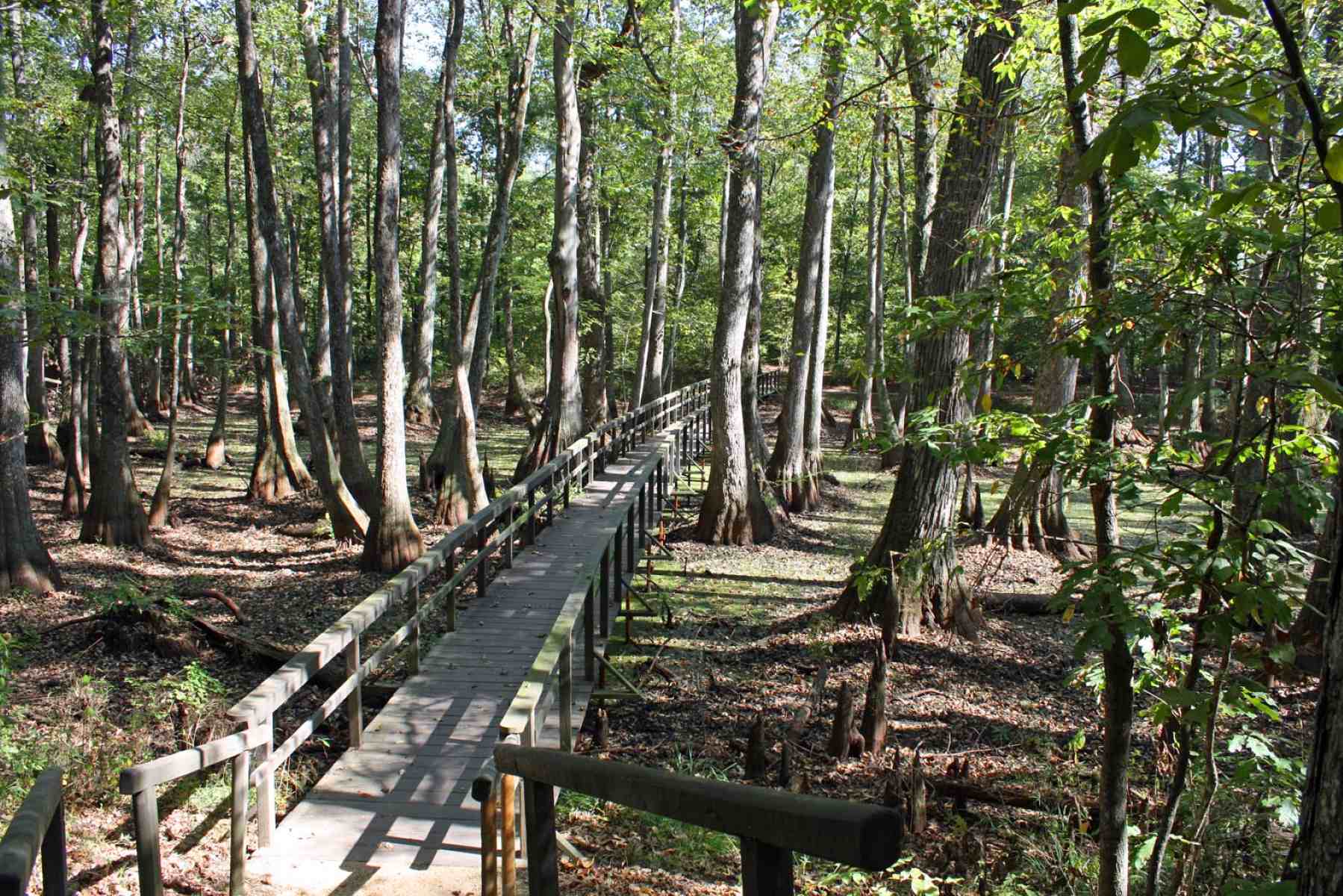 Mysterious-Magnolia-Forests-Of-Mississippi8217s-Natchez-Trace-Parkway mysterious-magnolia-forests-of-mississippis-natchez-trace-parkway