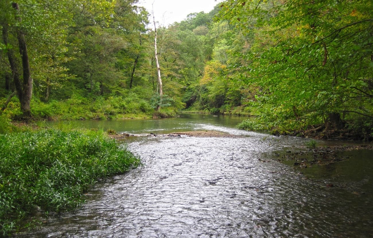 Mysterious-Magnolia-Swamps-Of-Natchez-Trace mysterious-magnolia-swamps-of-natchez-trace