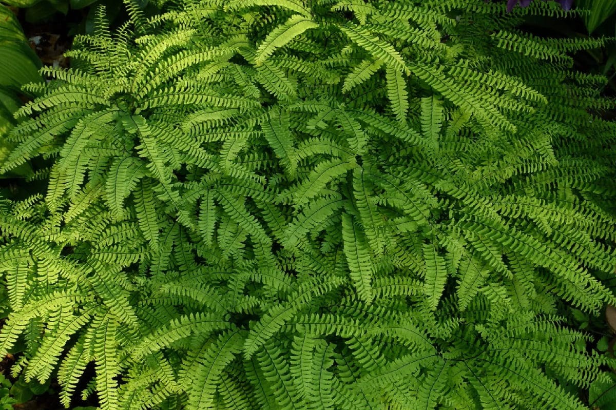 Mysterious-Maidenhair-Fern-Grottos-Of-Hidden-Hollows mysterious-maidenhair-fern-grottos-of-hidden-hollows