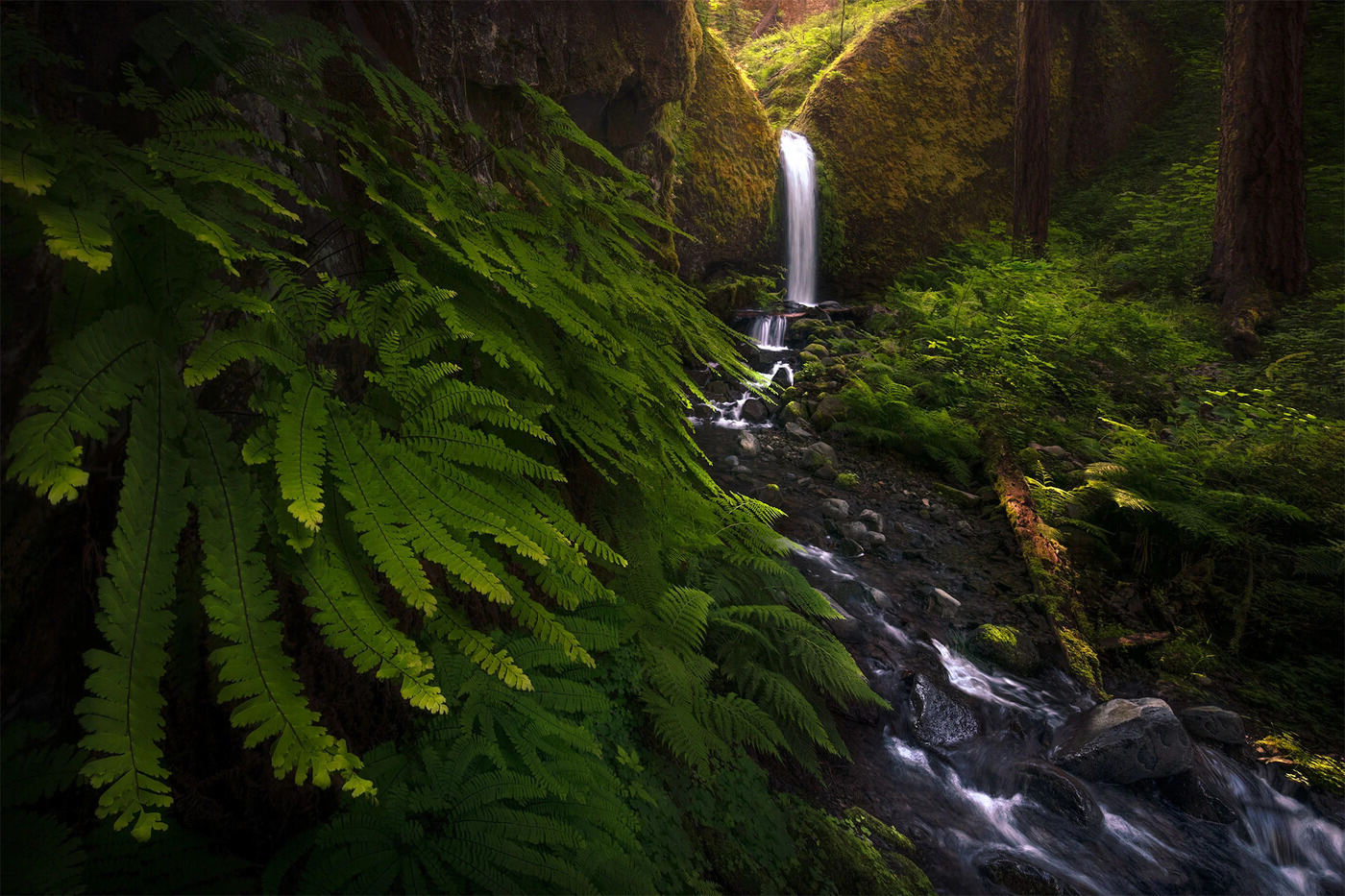 Mysterious-Maidenhair-Fern-Grottos-Of-The-Redwood-Coast mysterious-maidenhair-fern-grottos-of-the-redwood-coast