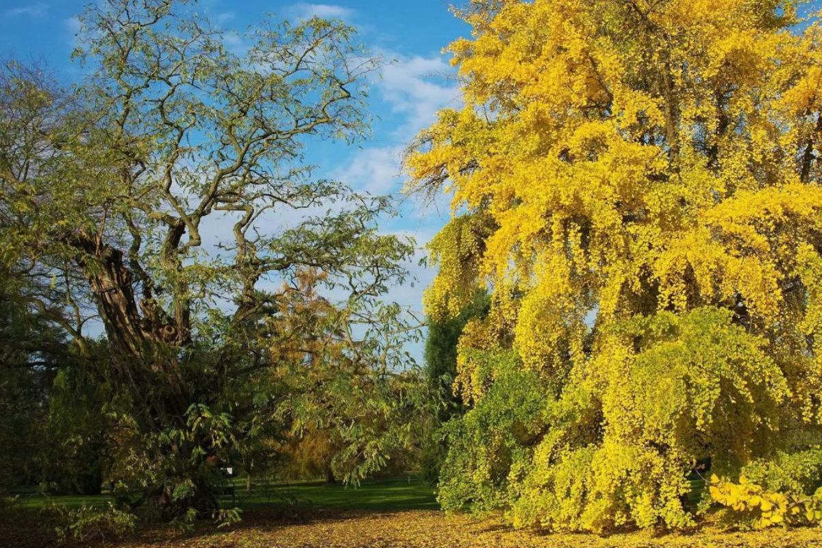 Mysterious-Maidenhair-Tree-Groves-Of-Ancient-Gardens mysterious-maidenhair-tree-groves-of-ancient-gardens