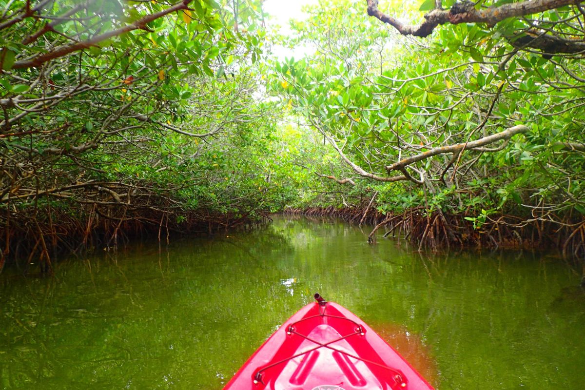 Mysterious-Mangrove-Kayak-Trails-In-The-Florida-Keys mysterious-mangrove-kayak-trails-in-the-florida-keys
