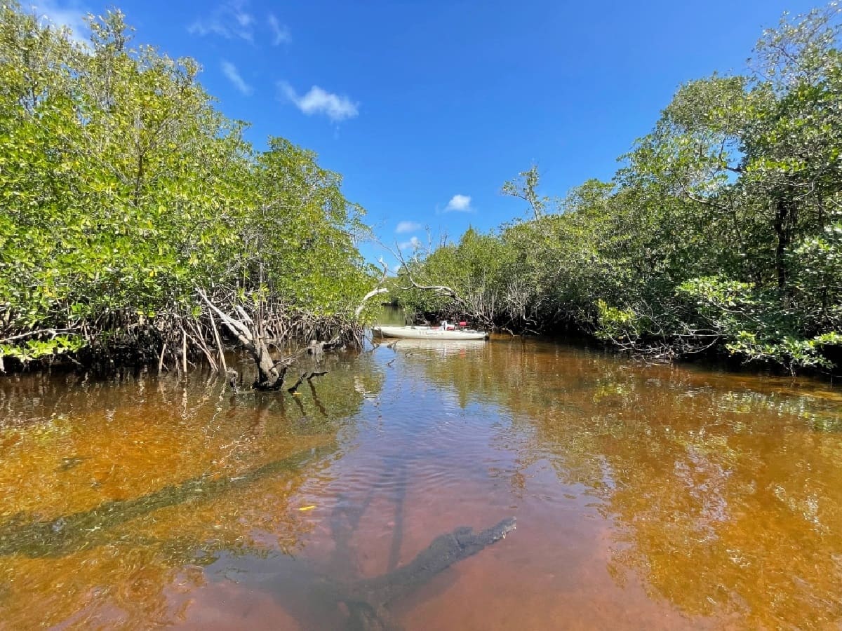 Mysterious-Mangrove-Mazes-Of-Florida8217s-Ten-Thousand-Islands mysterious-mangrove-mazes-of-floridas-ten-thousand-islands