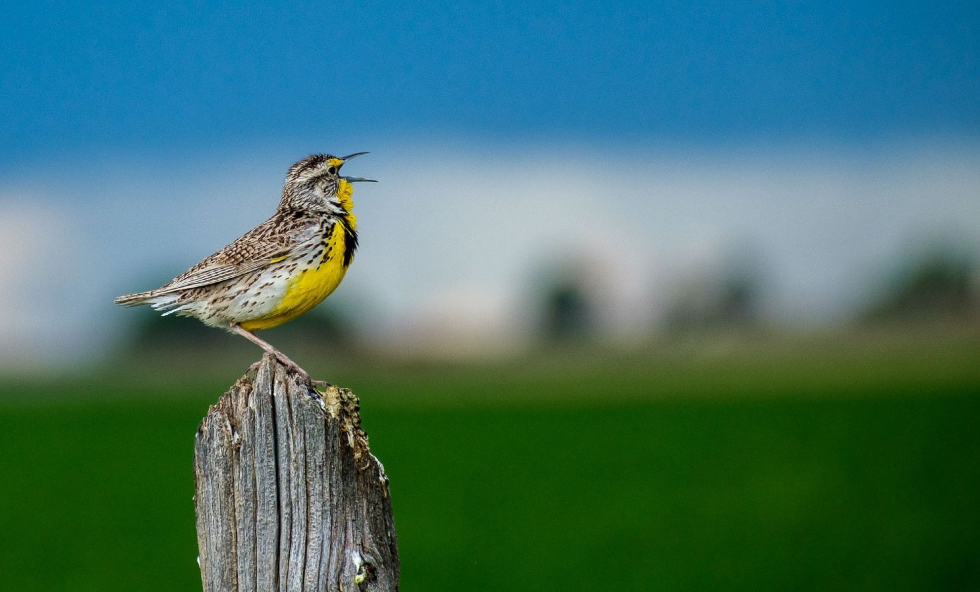 Mysterious-Meadowlark-Mesas-In-The-Grassland mysterious-meadowlark-mesas-in-the-grassland