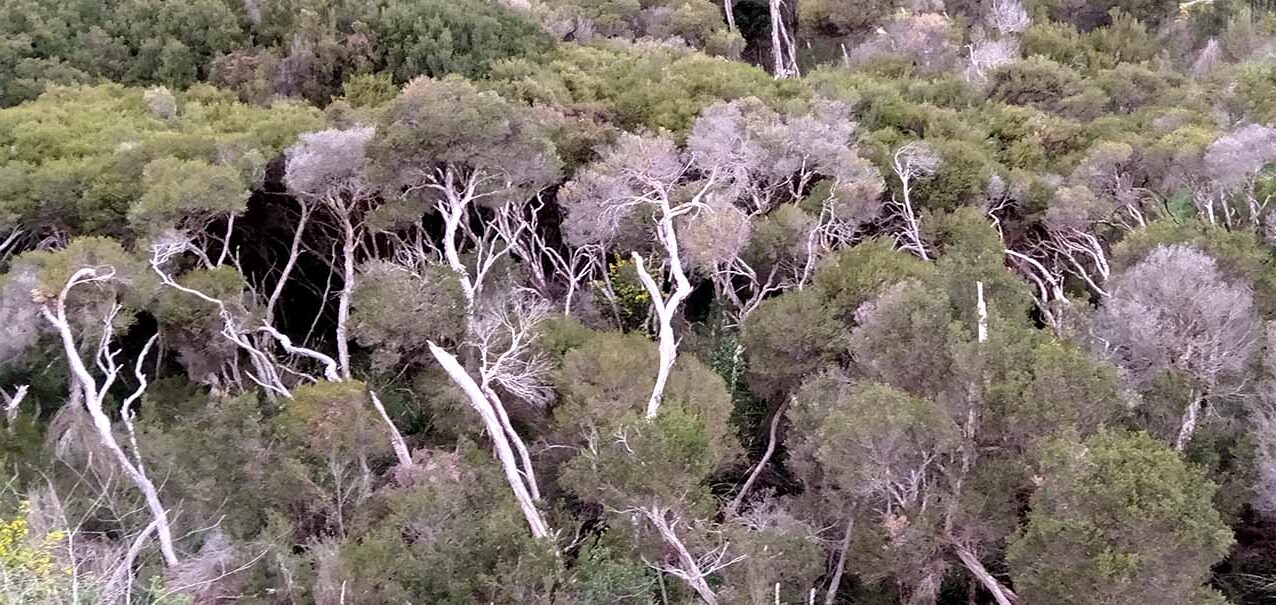 Mysterious-Melaleuca-Marshes-Of-Paperbark-Plains mysterious-melaleuca-marshes-of-paperbark-plains