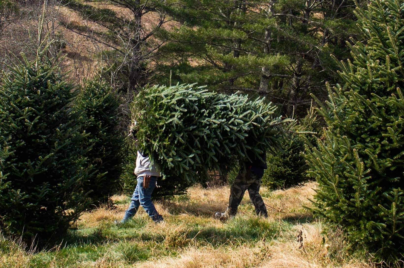 Mysterious-Mistletoe-Meadows-Of-The-Mythic-Moor mysterious-mistletoe-meadows-of-the-mythic-moor