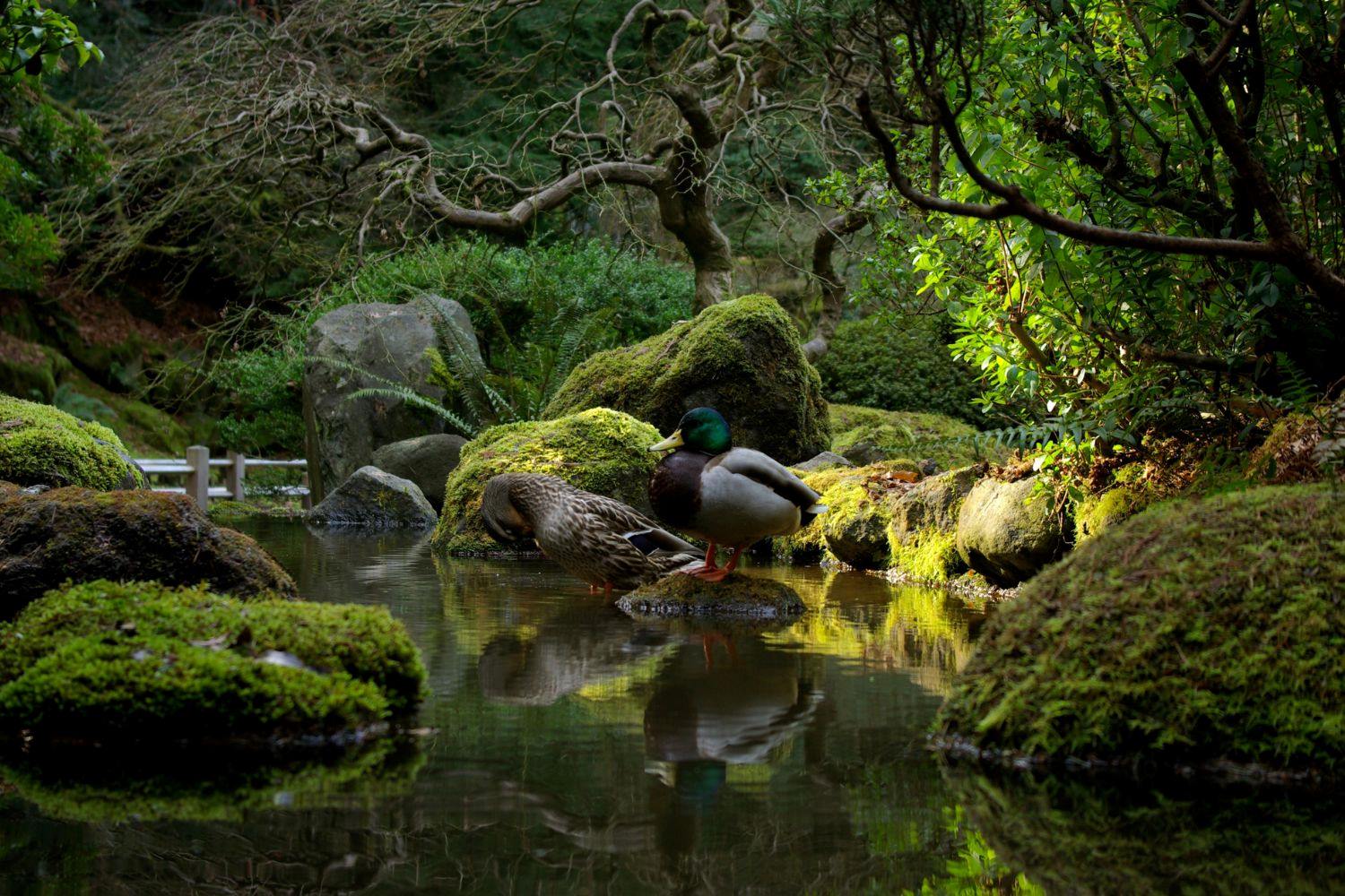 Mysterious-Misty-Moss-Gardens-In-Oregon mysterious-misty-moss-gardens-in-oregon