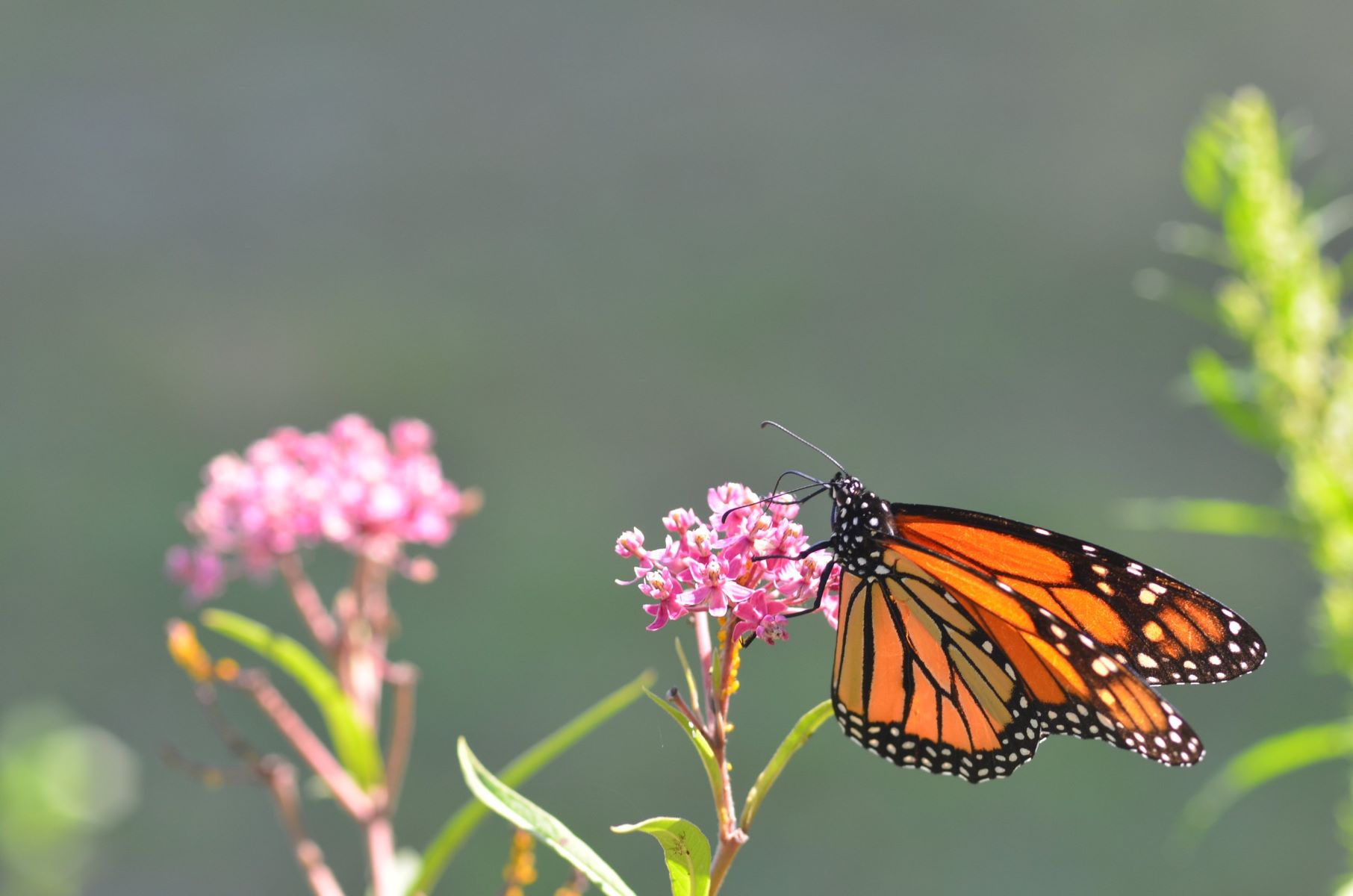 Mysterious-Monarch-Butterfly-Migrations-In-Milkweed-Meadows mysterious-monarch-butterfly-migrations-in-milkweed-meadows