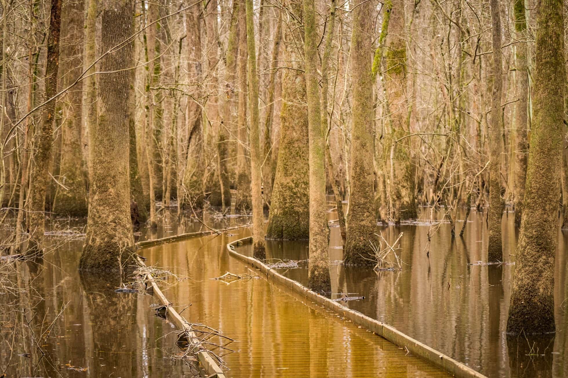 Mysterious-Moonseed-Vine-Mazes-At-Congaree-National-Park mysterious-moonseed-vine-mazes-at-congaree-national-park