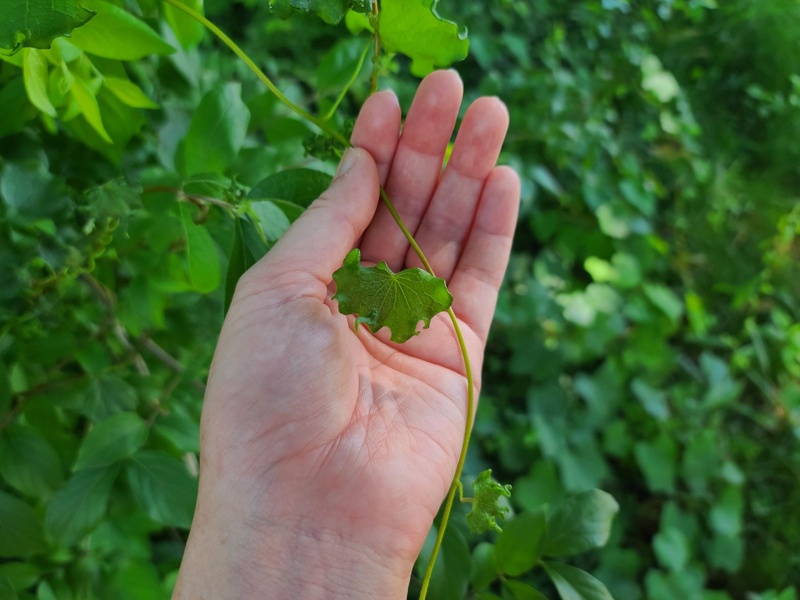 Mysterious-Moonseed-Vine-Mazes-Of-The-Southeast mysterious-moonseed-vine-mazes-of-the-southeast