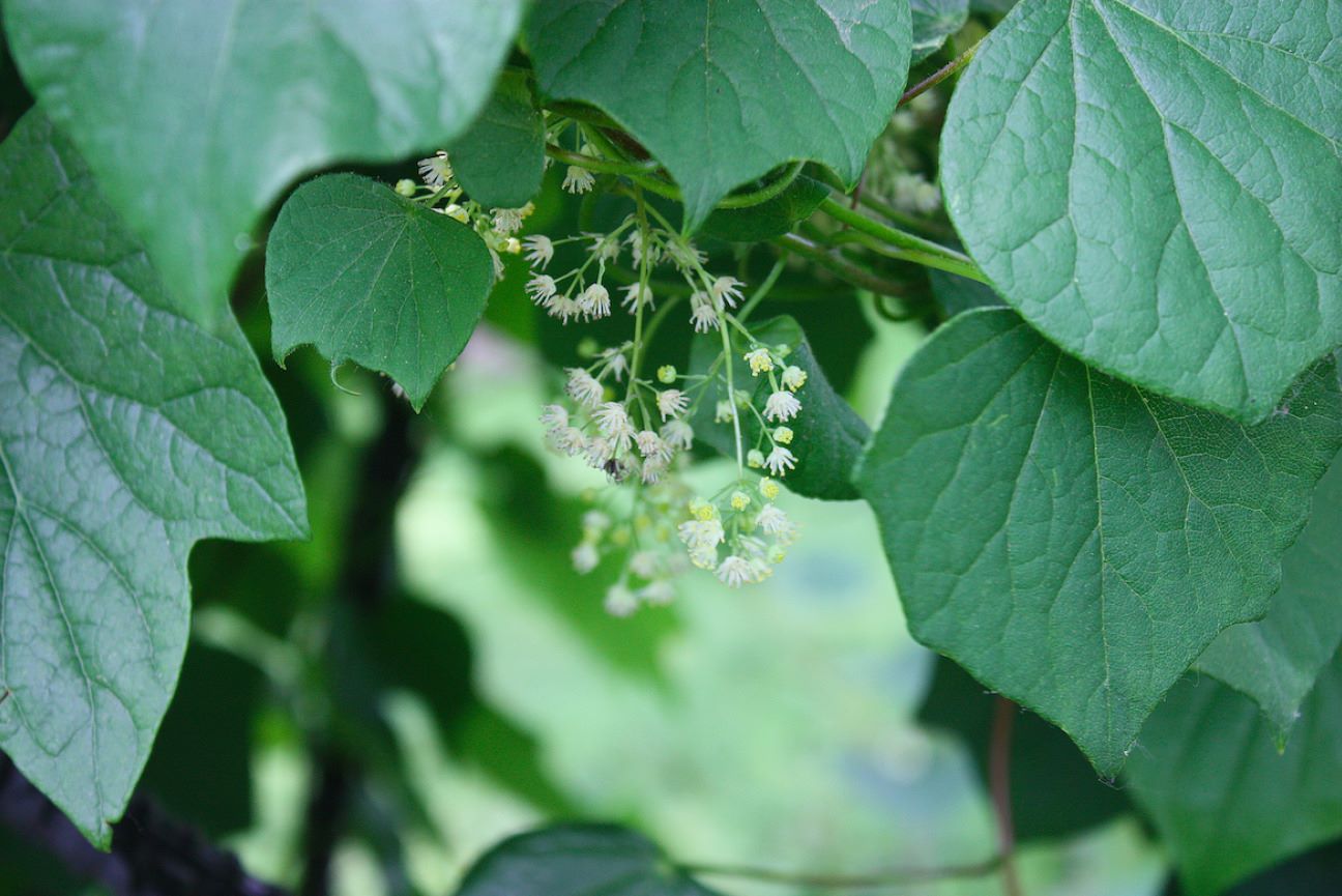 Mysterious-Moonseed-Vines-In-Congaree-South-Carolina mysterious-moonseed-vines-in-congaree-south-carolina