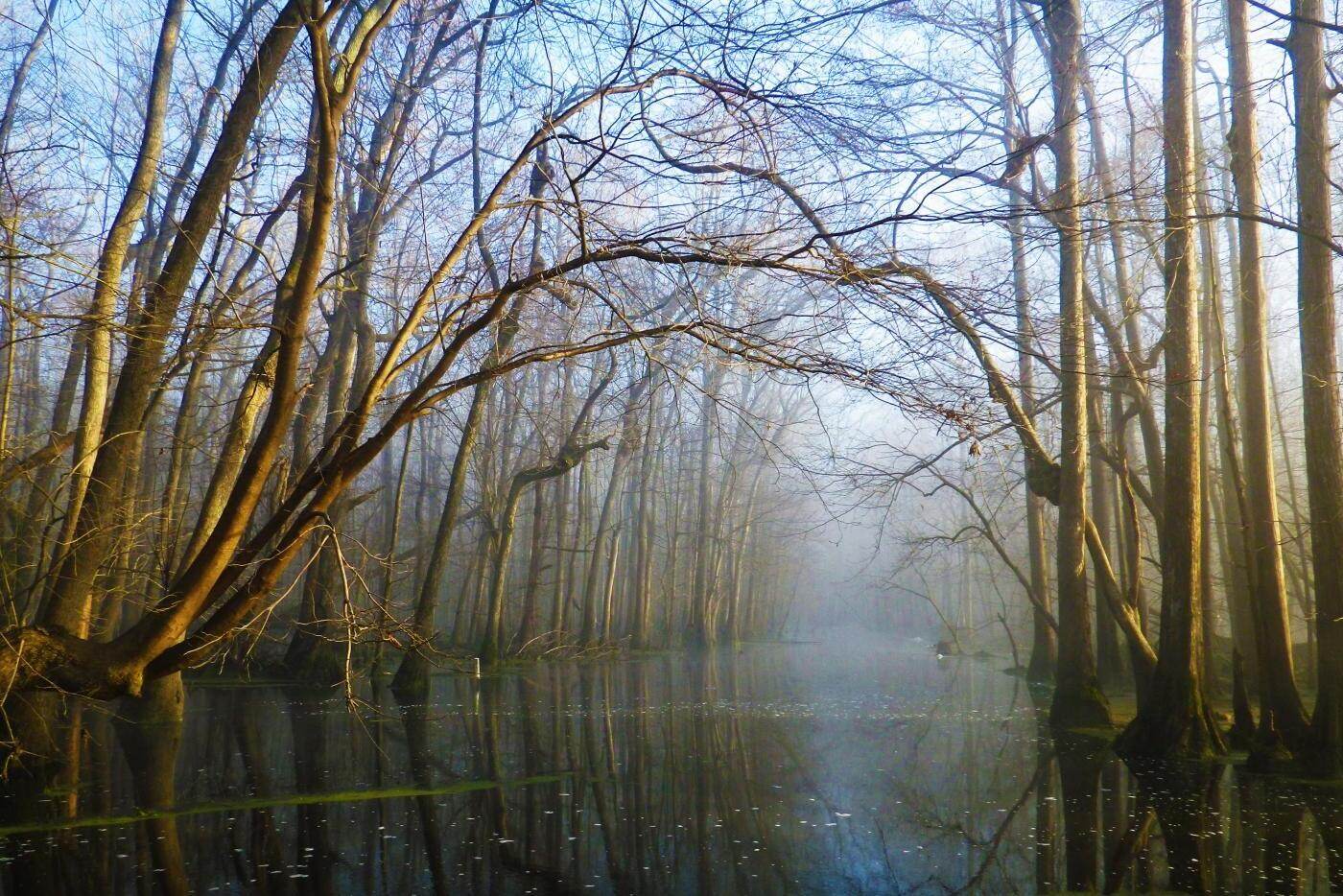Mysterious-Mossy-Swamps-Of-North-Carolina8217s-Merchants-Millpond mysterious-mossy-swamps-of-north-carolinas-merchants-millpond