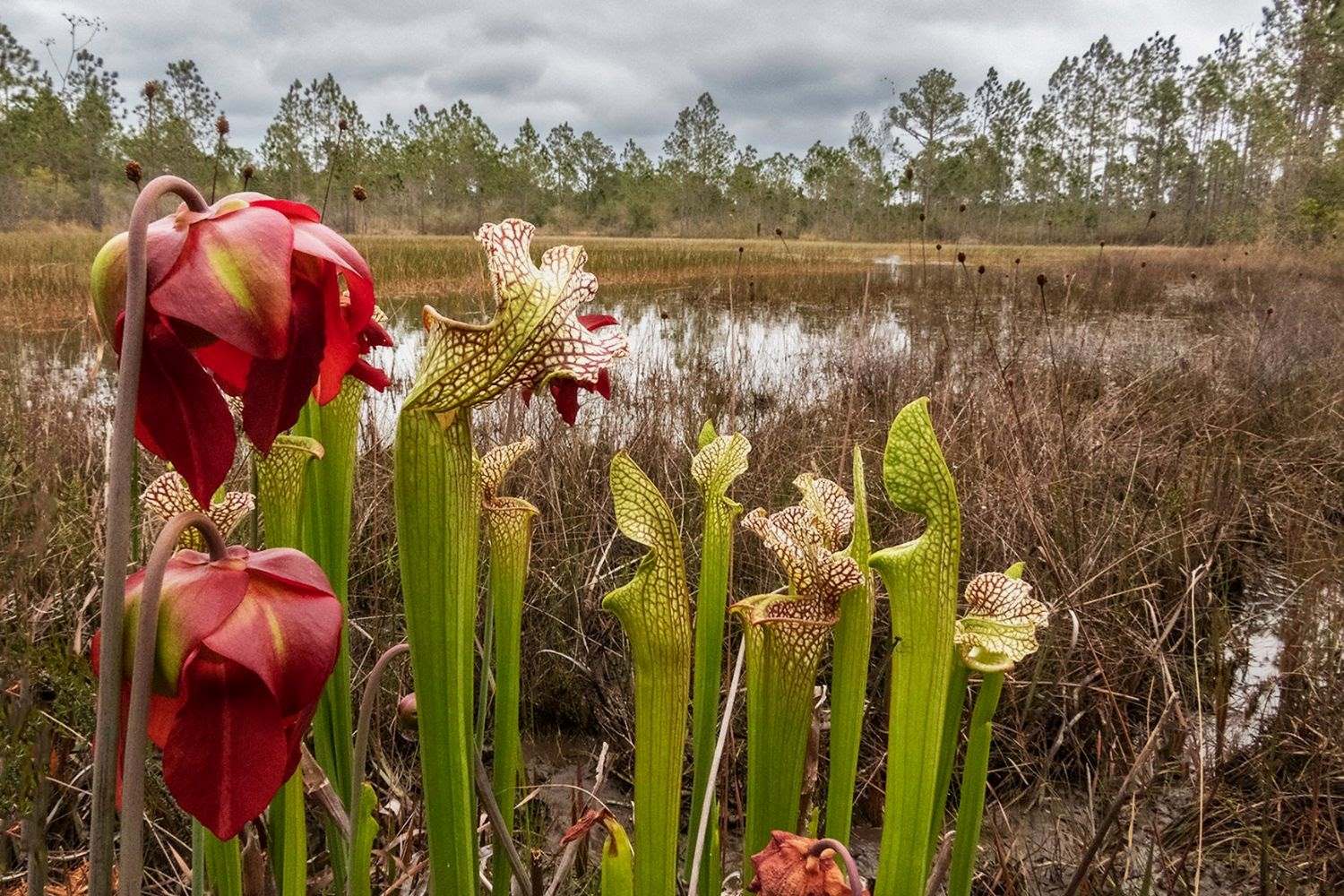 Mystery-Of-Alabama8217s-Floating-Pitcher-Plant-Bogs mystery-of-alabamas-floating-pitcher-plant-bogs