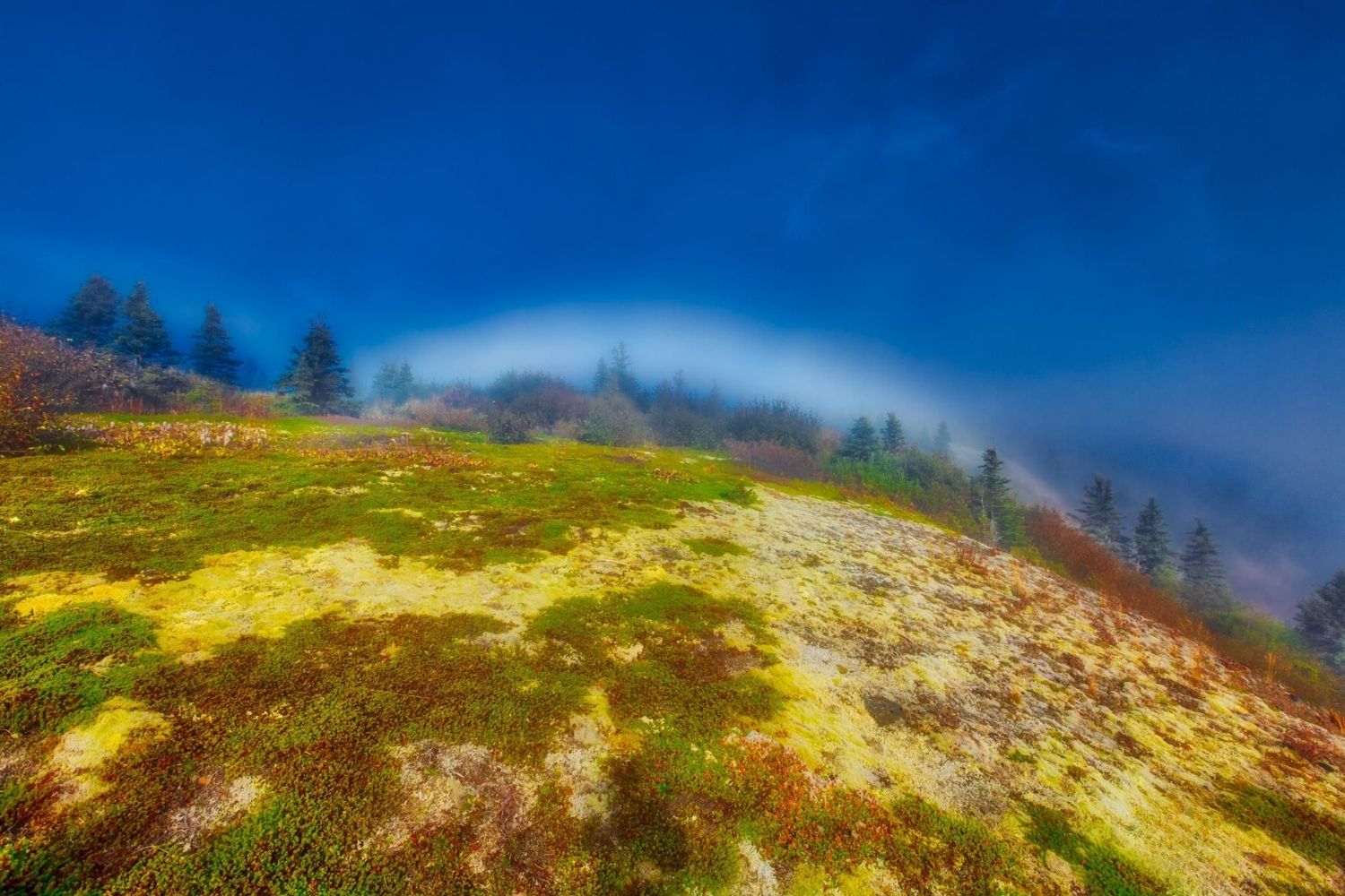 Mystery-Of-Alaska8217s-Fogbow-Forest mystery-of-alaskas-fogbow-forest