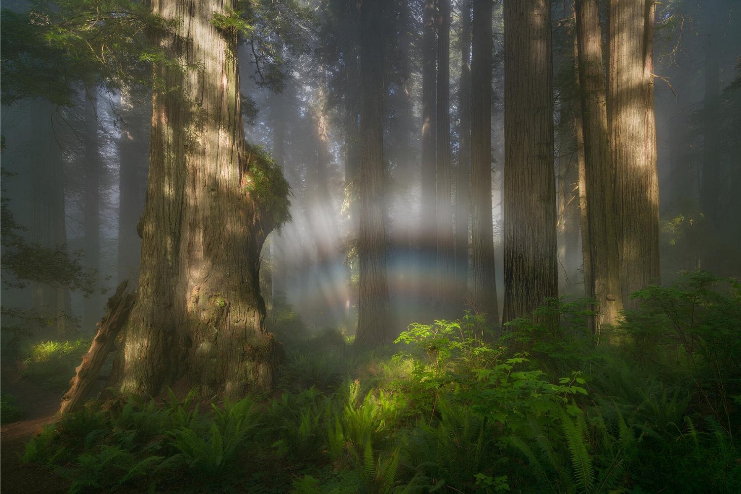 Mystery-Of-California8217s-Fogbow-Forest-In-Redwood-National-Park mystery-of-californias-fogbow-forest-in-redwood-national-park